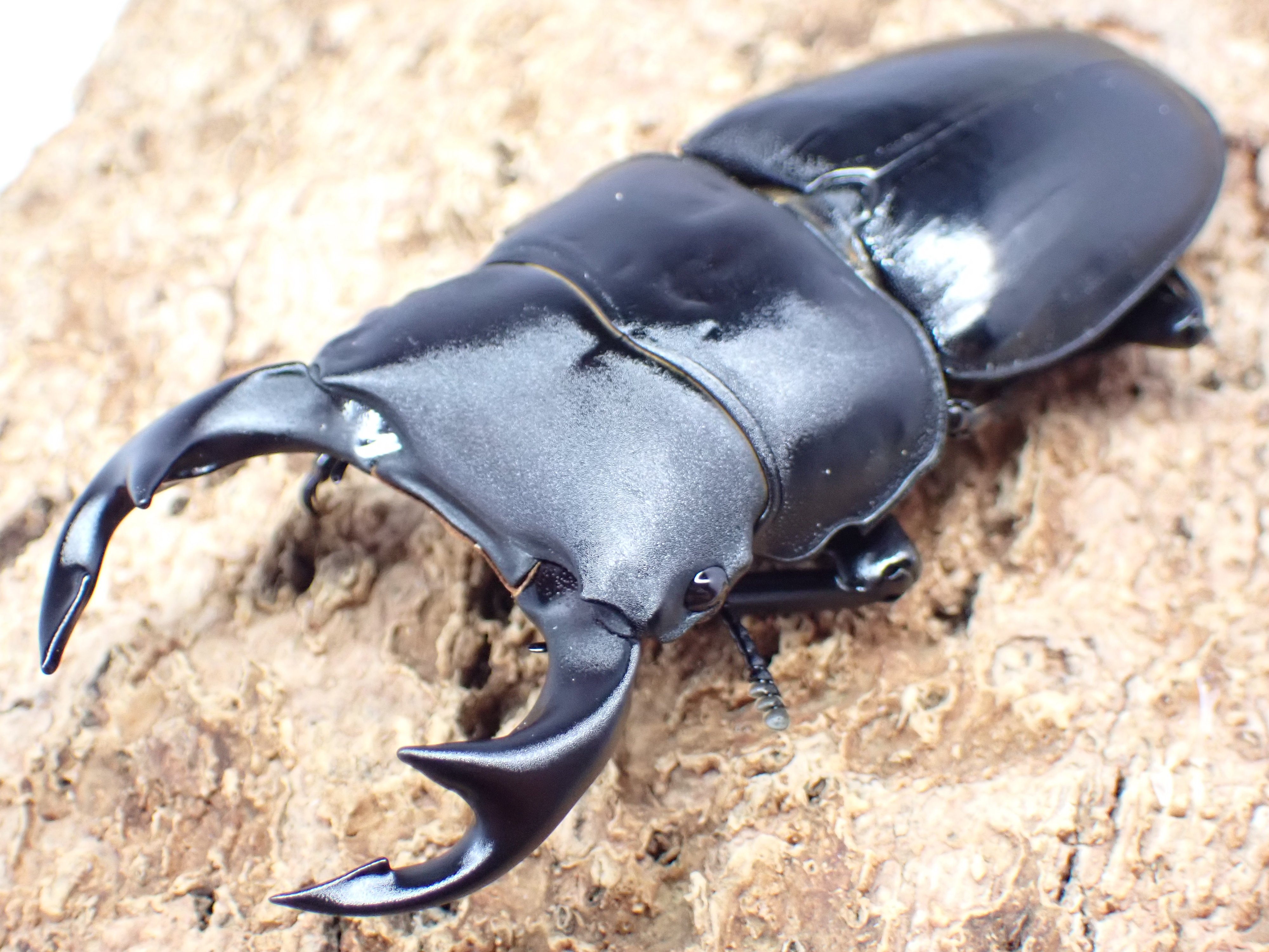 国産オオクワガタ　ペア