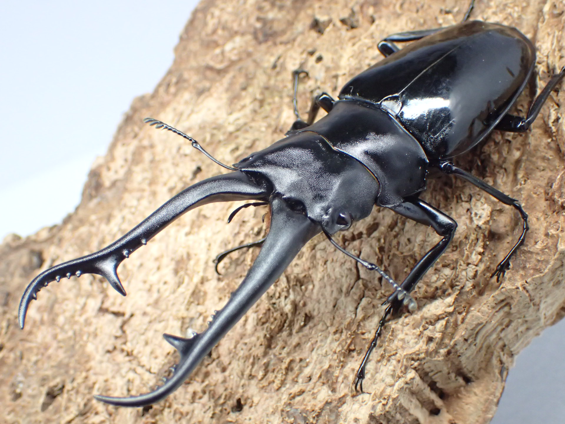 ギラファノコギリクワガタ(ダイスケ)　ペア