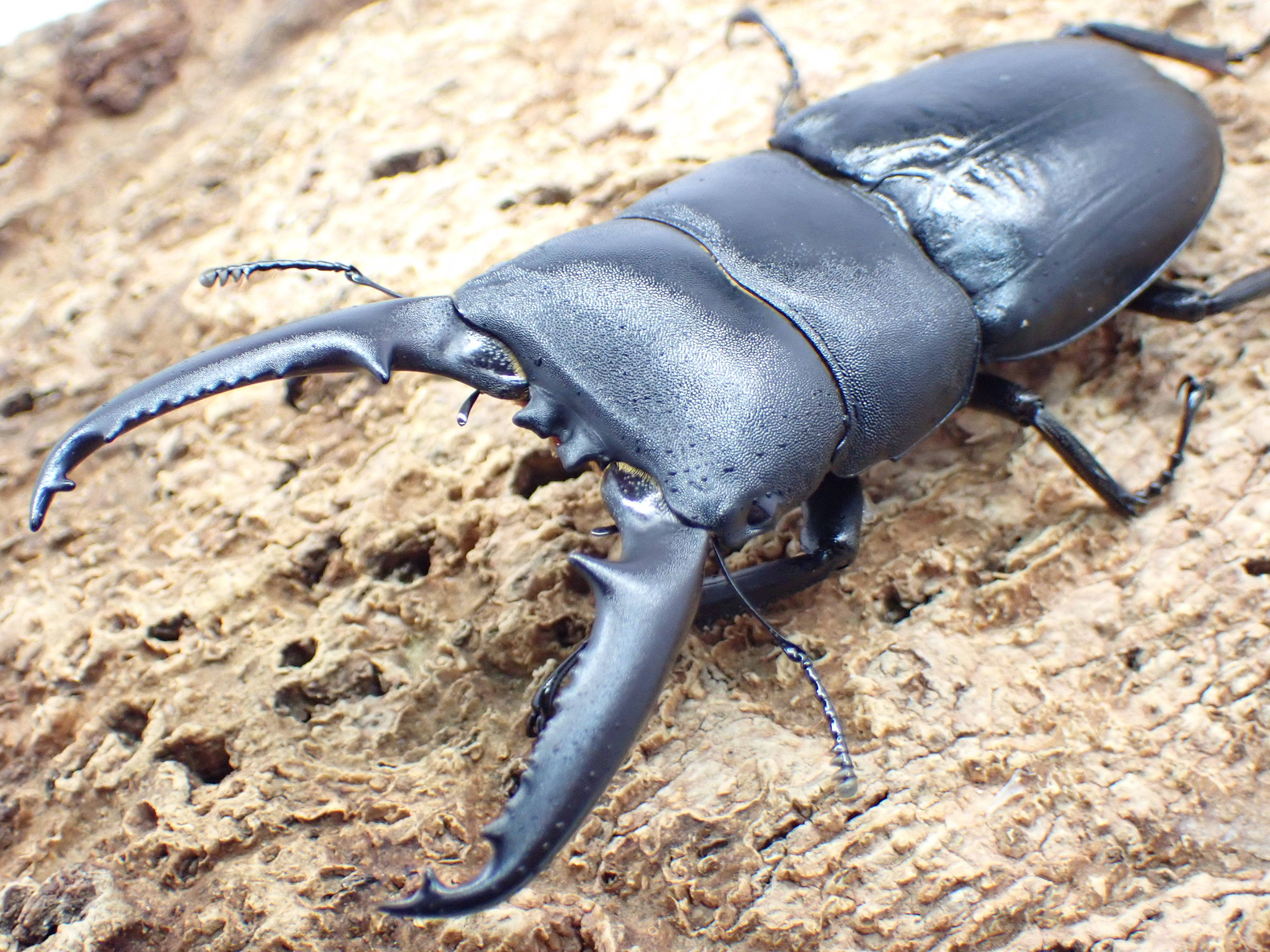 ツシマヒラタクワガタ　ペア