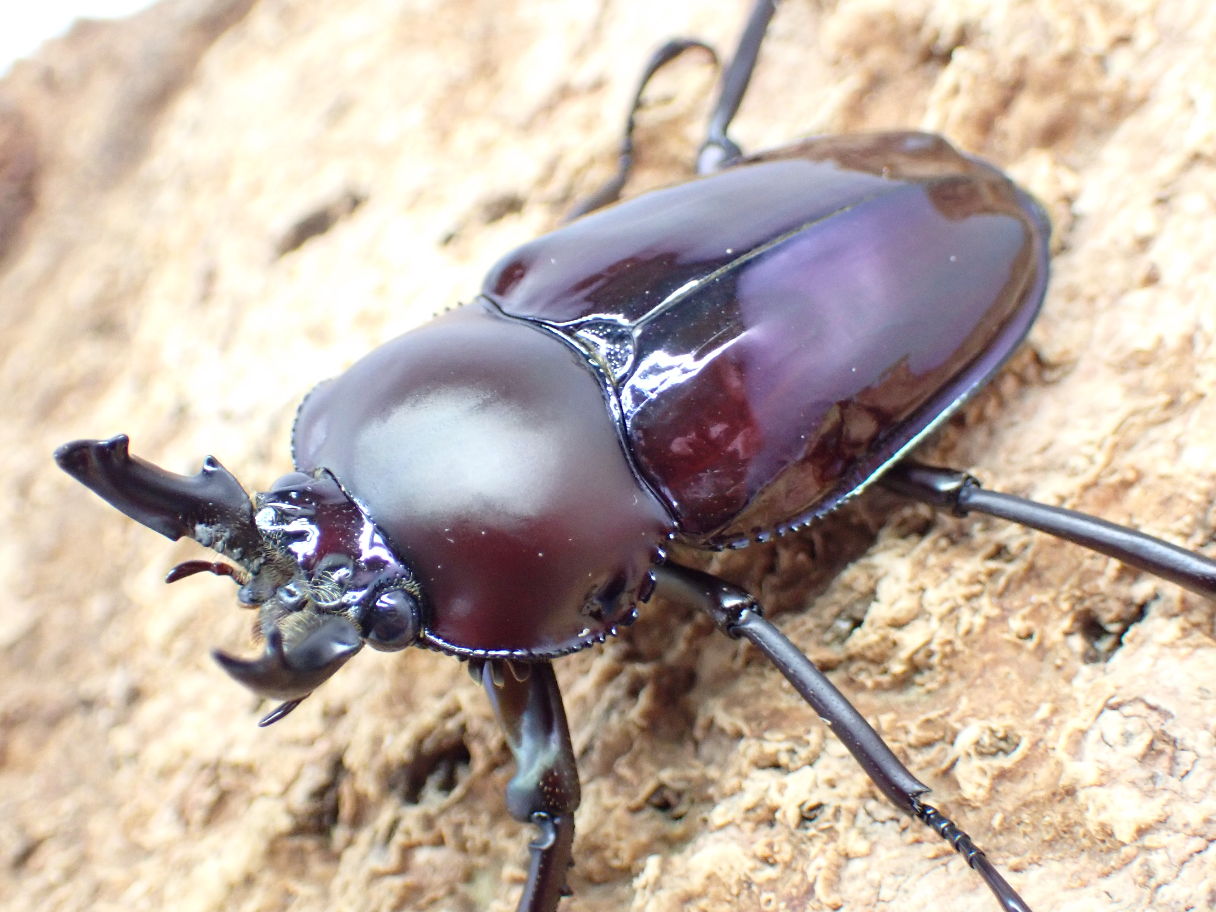 ニジイロクワガタ(パープル)　ペア