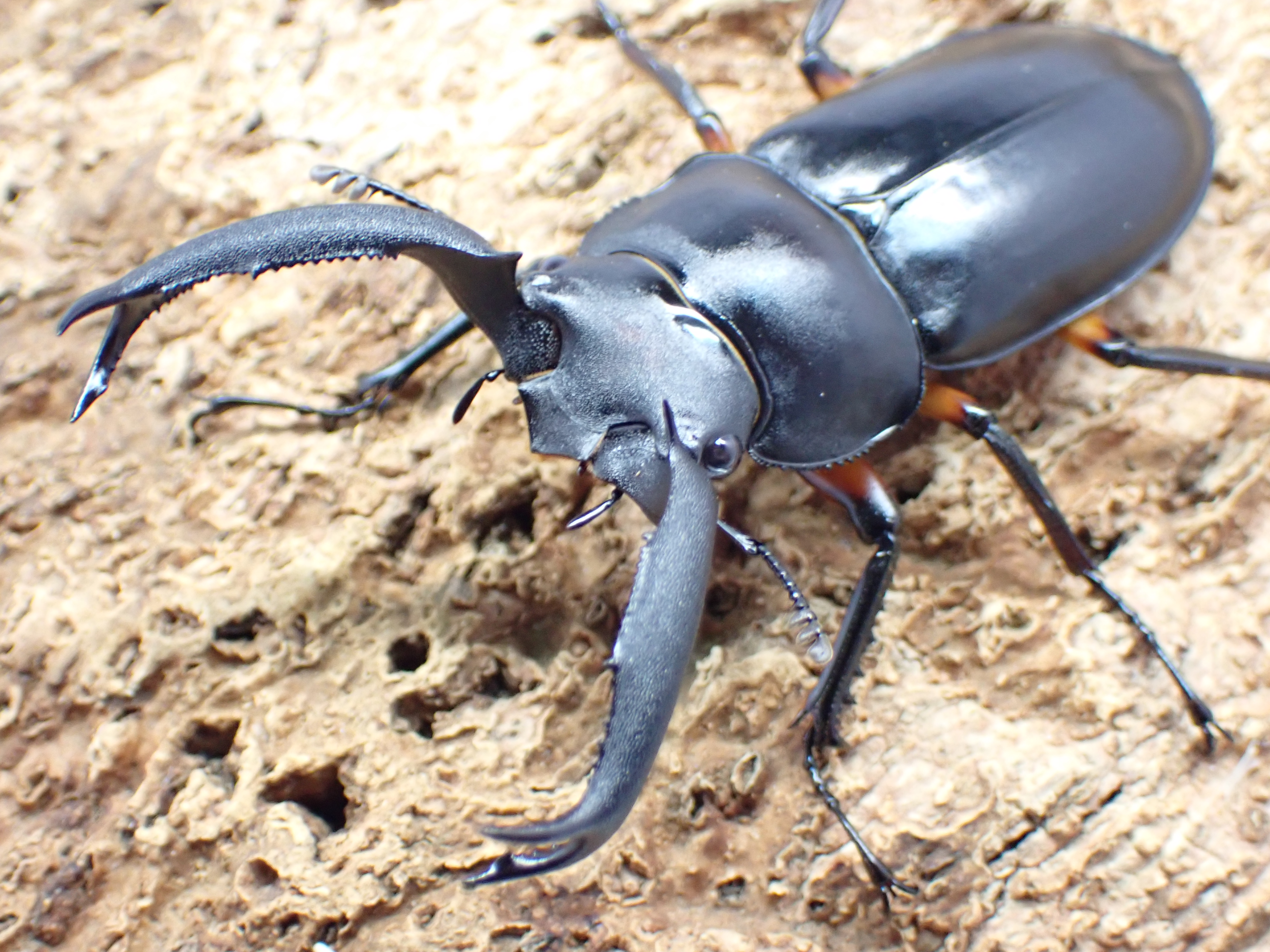 ディディエールシカクワガタ　ペア