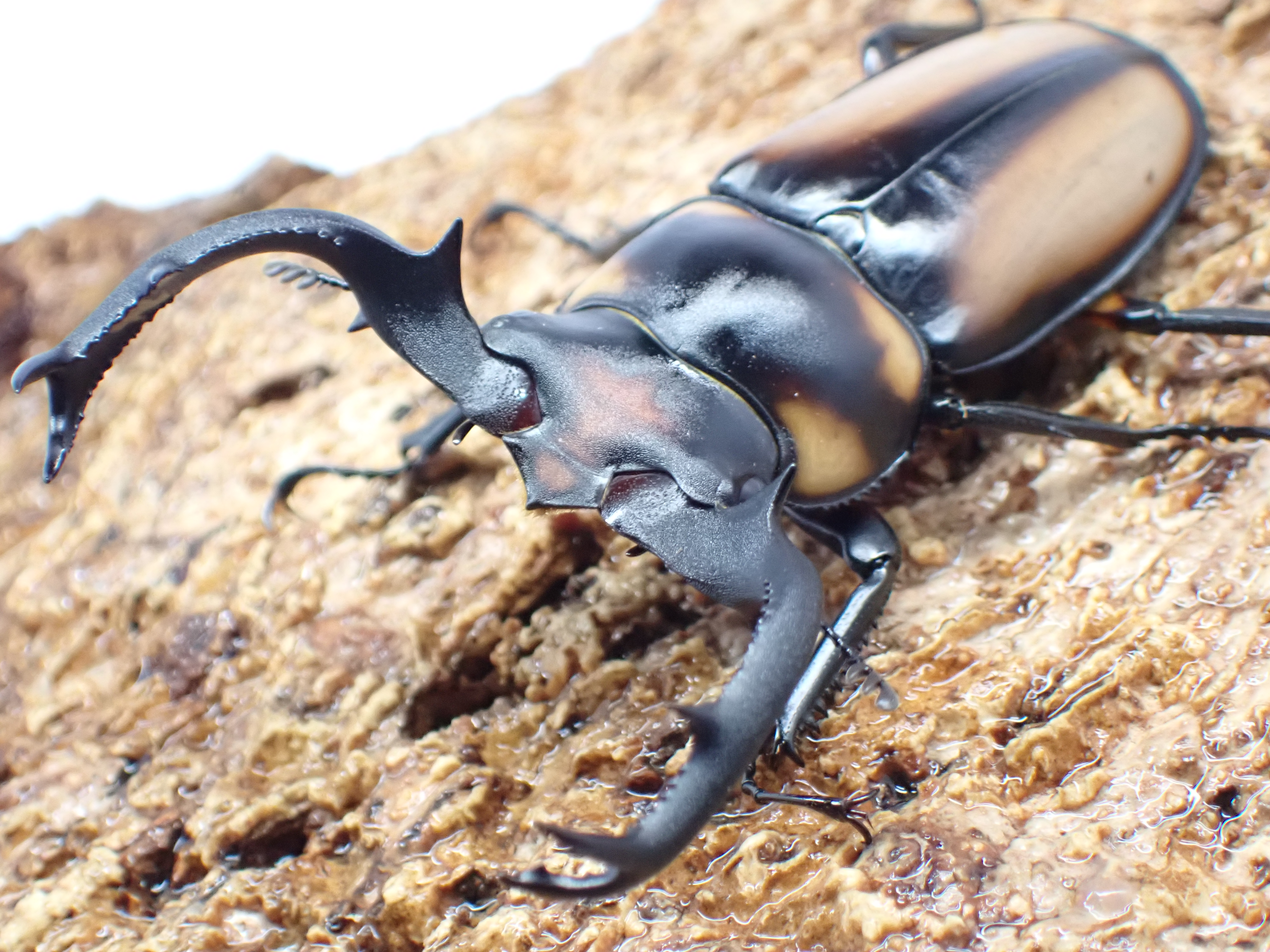 【WF1】スペキオススシカクワガタ　ペア