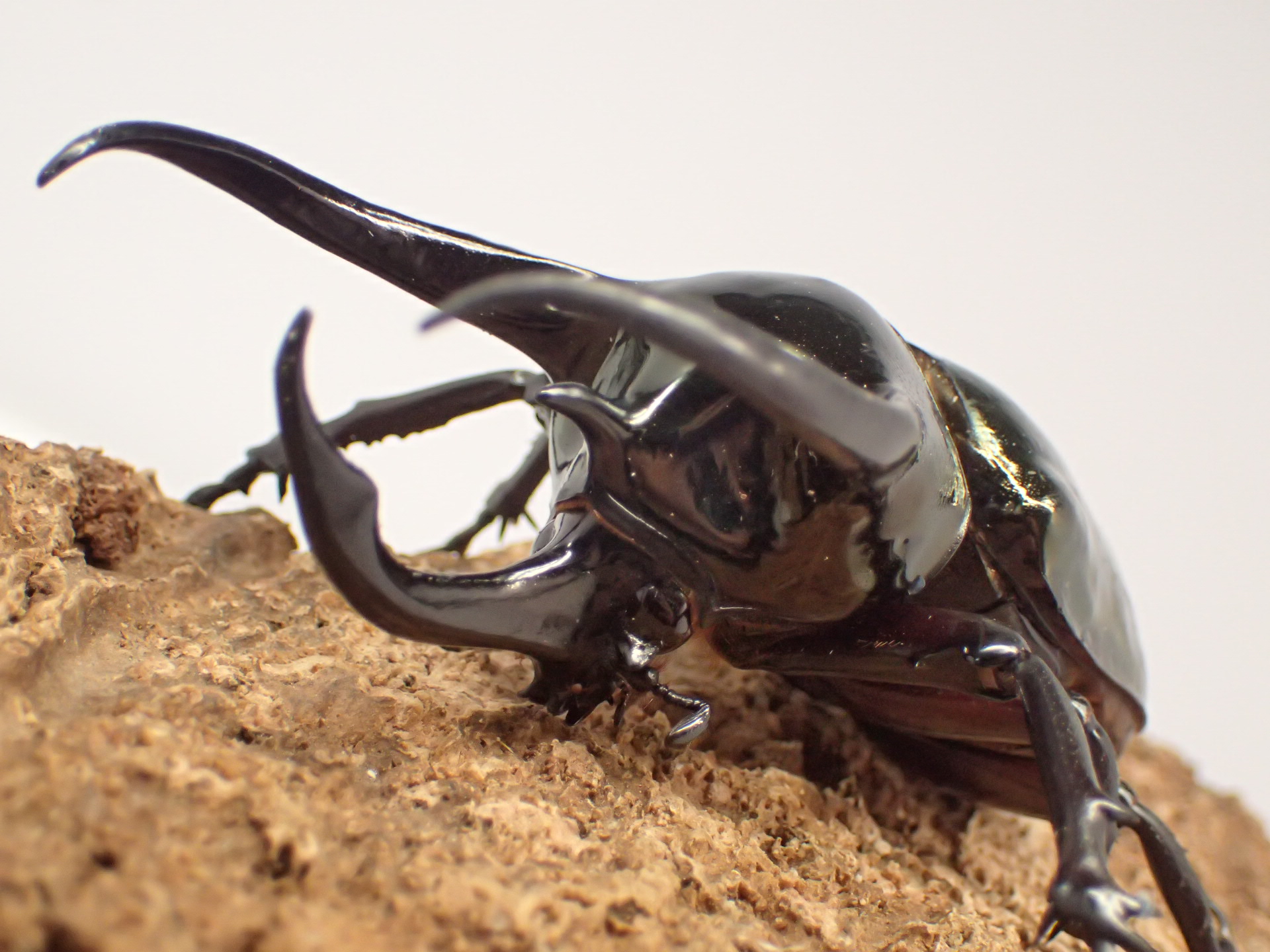 【セール】【WD】ミンダナオアトラスオオカブト　ペア