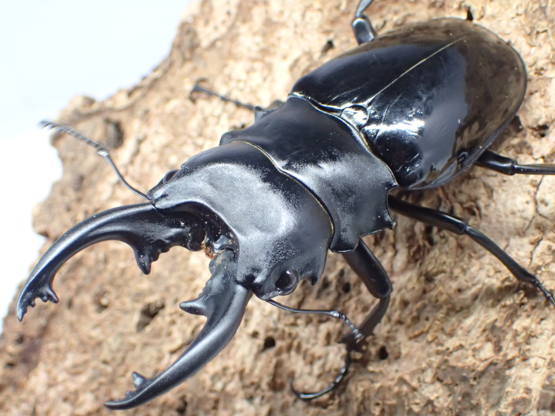 【セール】【WD】インターメディアツヤクワガタ　ペア