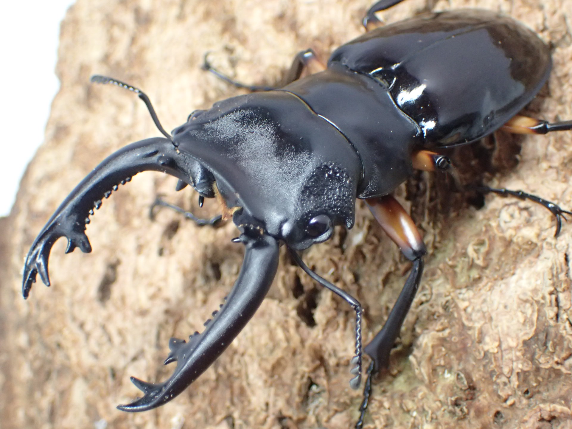 【WD】インぺリアリスツヤクワガタ(komorii)　ペア