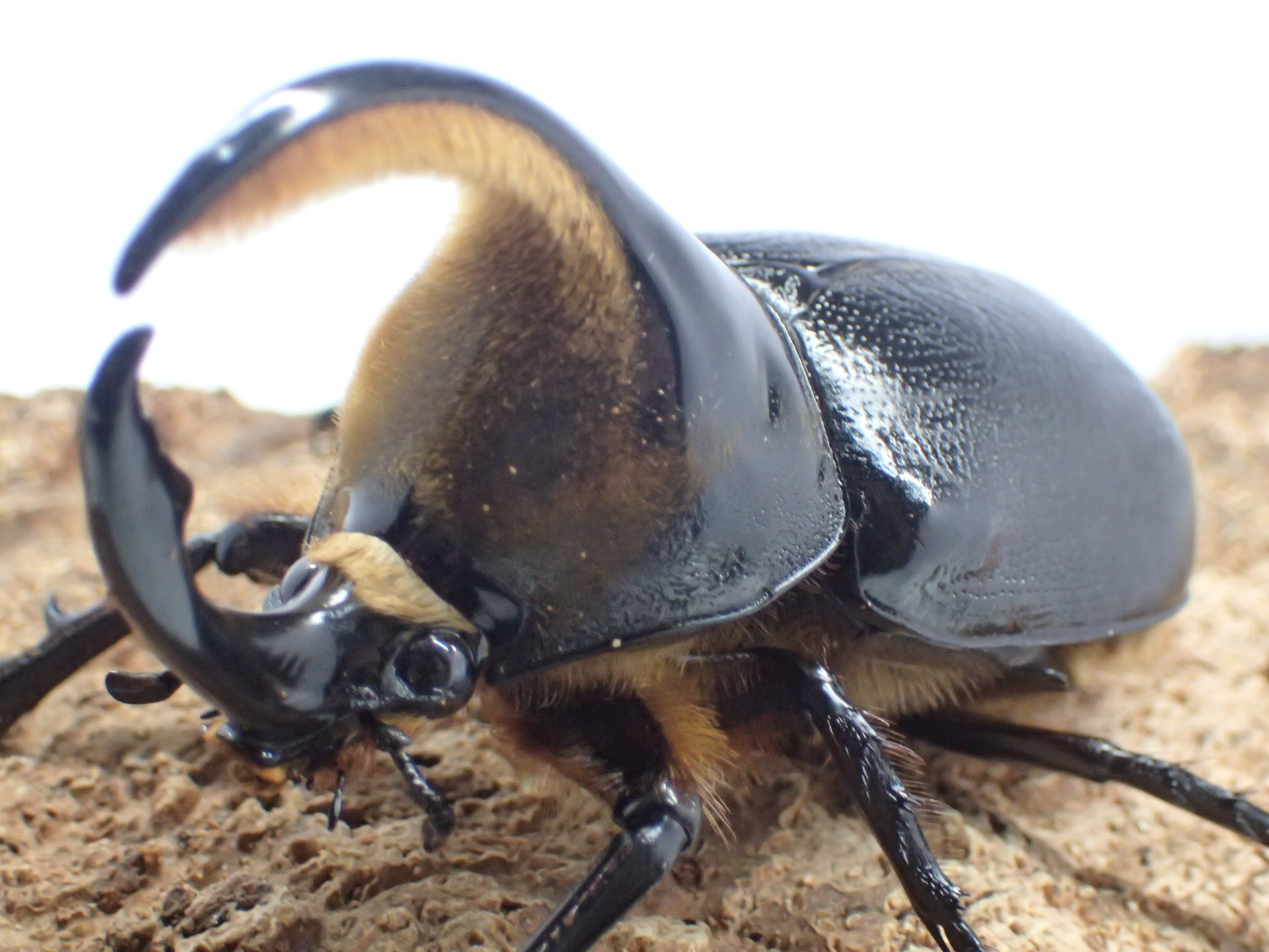 サタンオオカブト幼虫