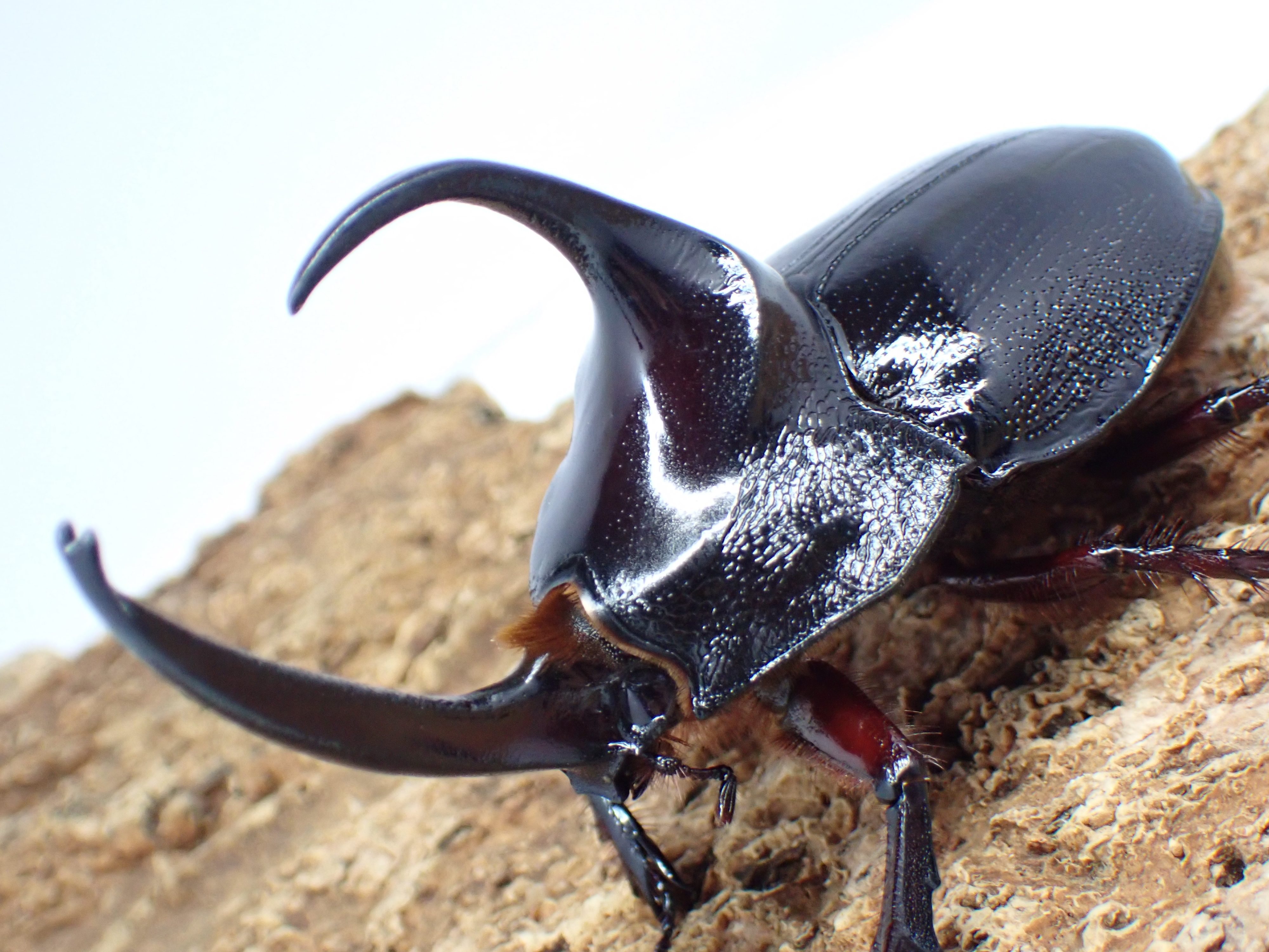 【WF1】パンカブト(パンヒラタサイカブト)幼虫