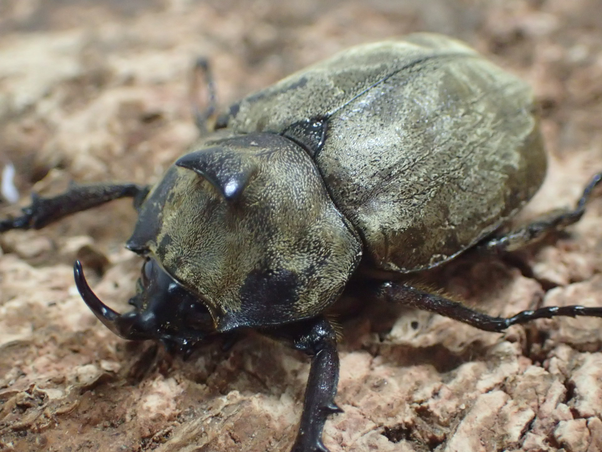 サビイロカブト(celebensis)　ペア