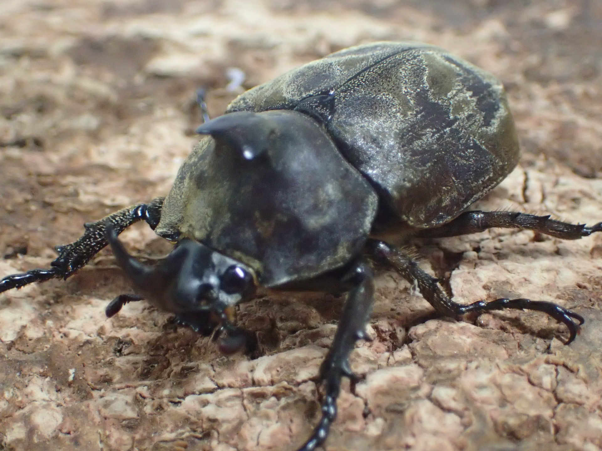 サビイロカブト(celebensis)　ペア