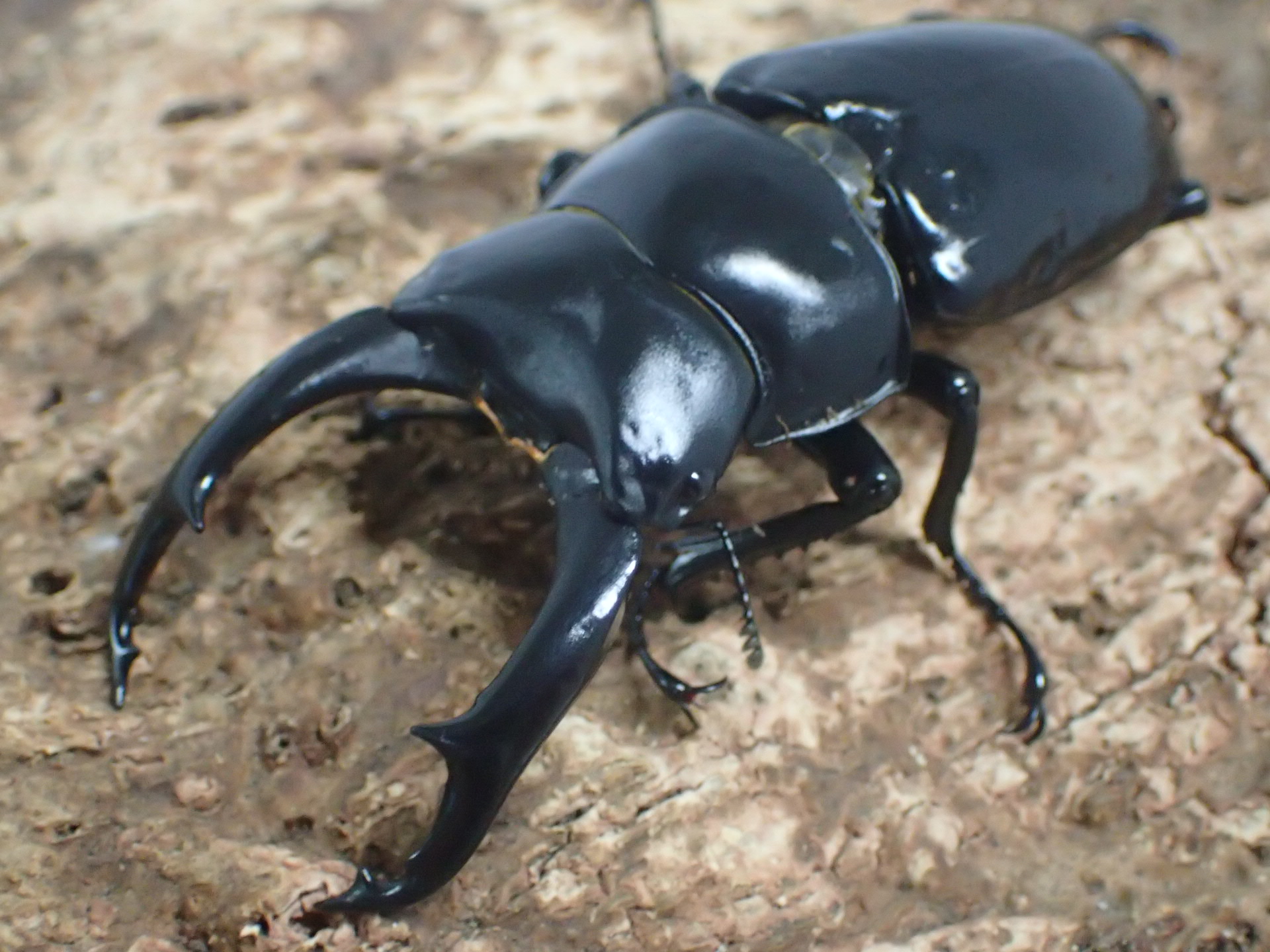 【菌糸入り』ネパールコクワガタ幼虫　3頭セット