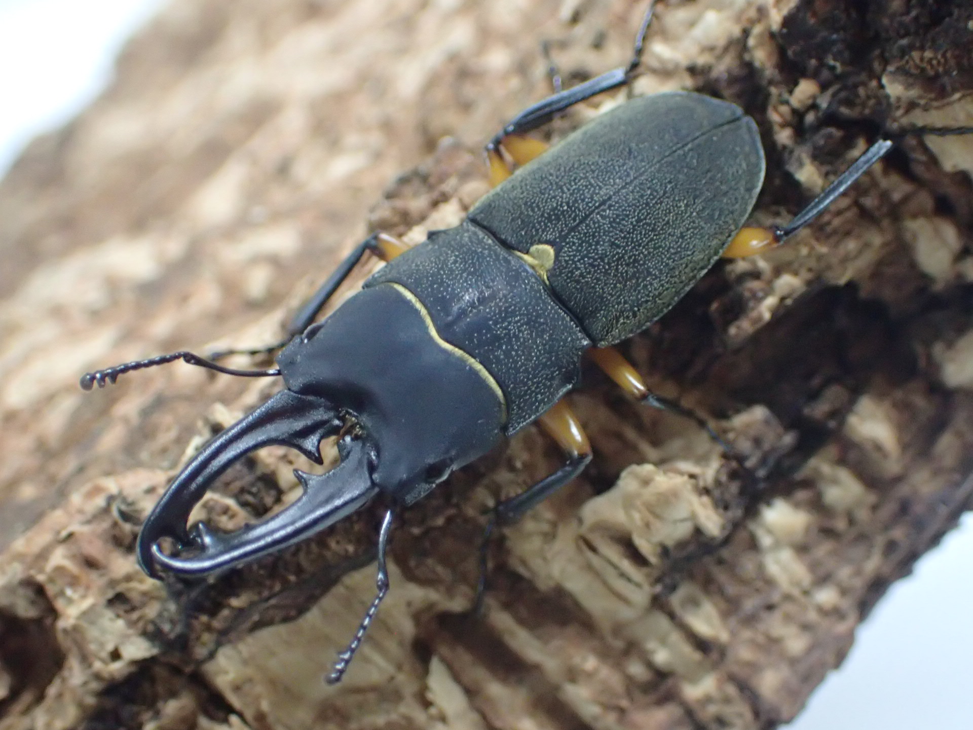 フェモラトゥスホソクワガタ　ペア