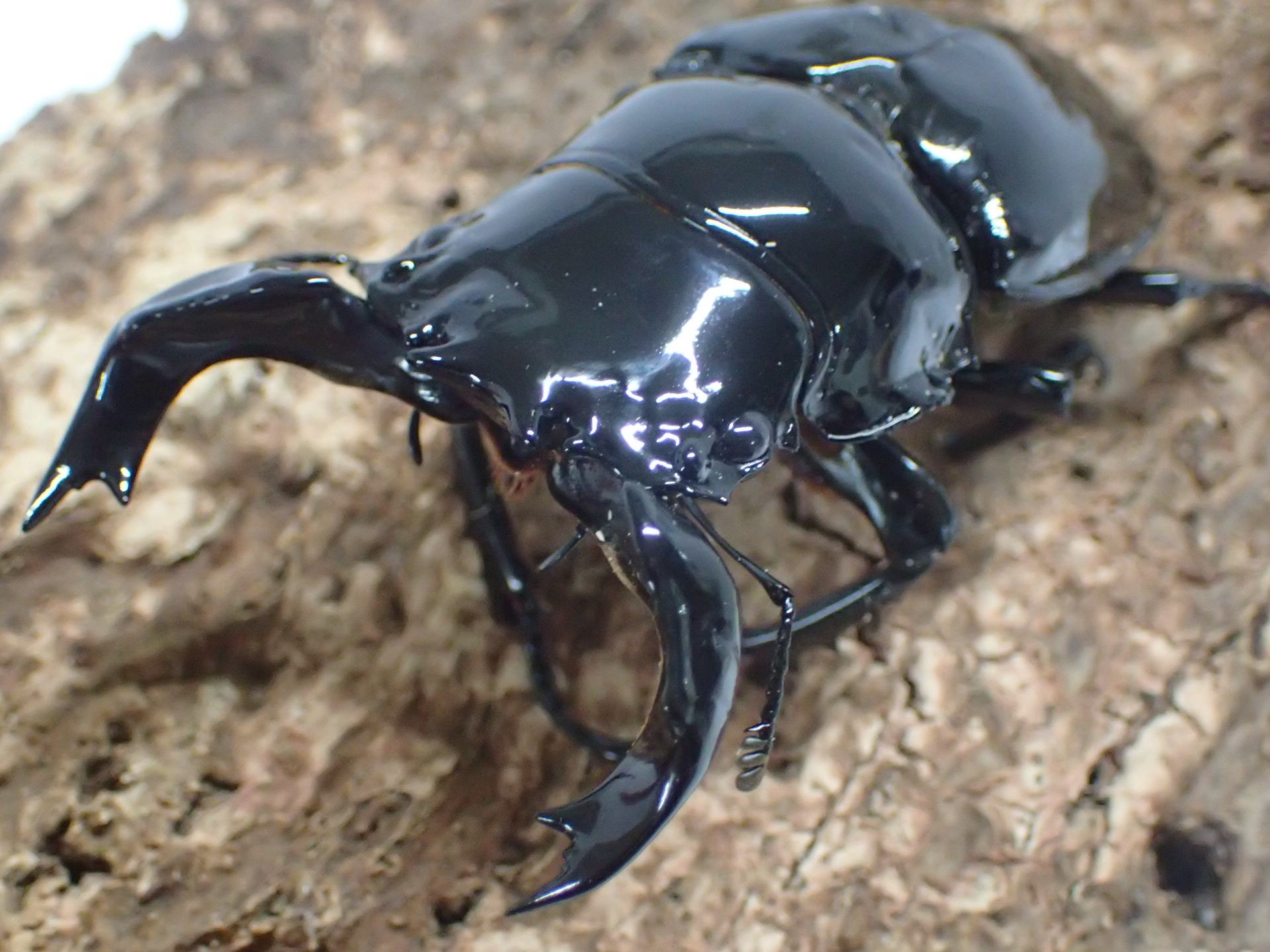 タランドゥスオオツヤクワガタ　ペア