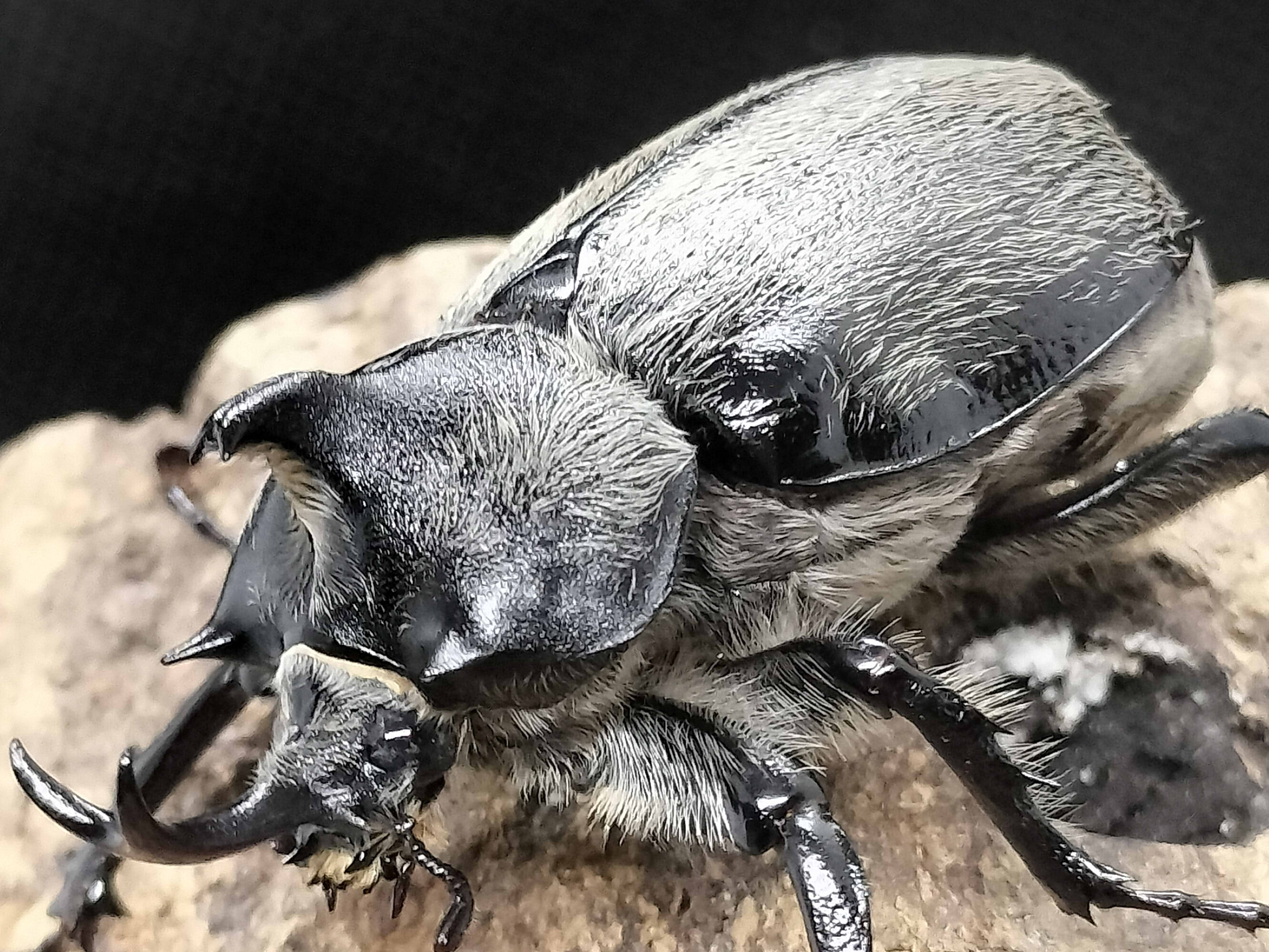 テルシテスヒメゾウカブト幼虫