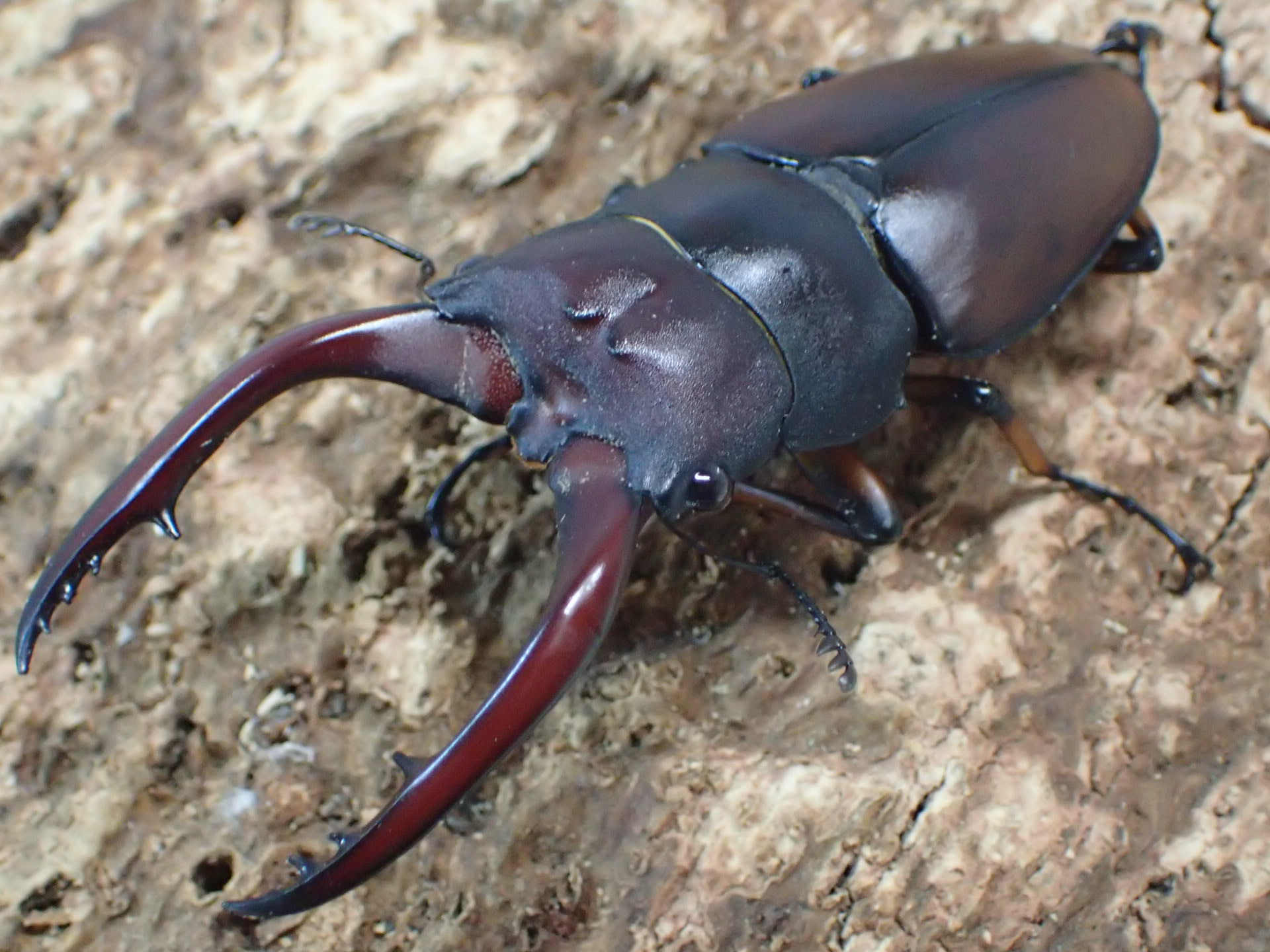 【WD】アスタコイデスノコギリクワガタ(pallidepennis)　ペア