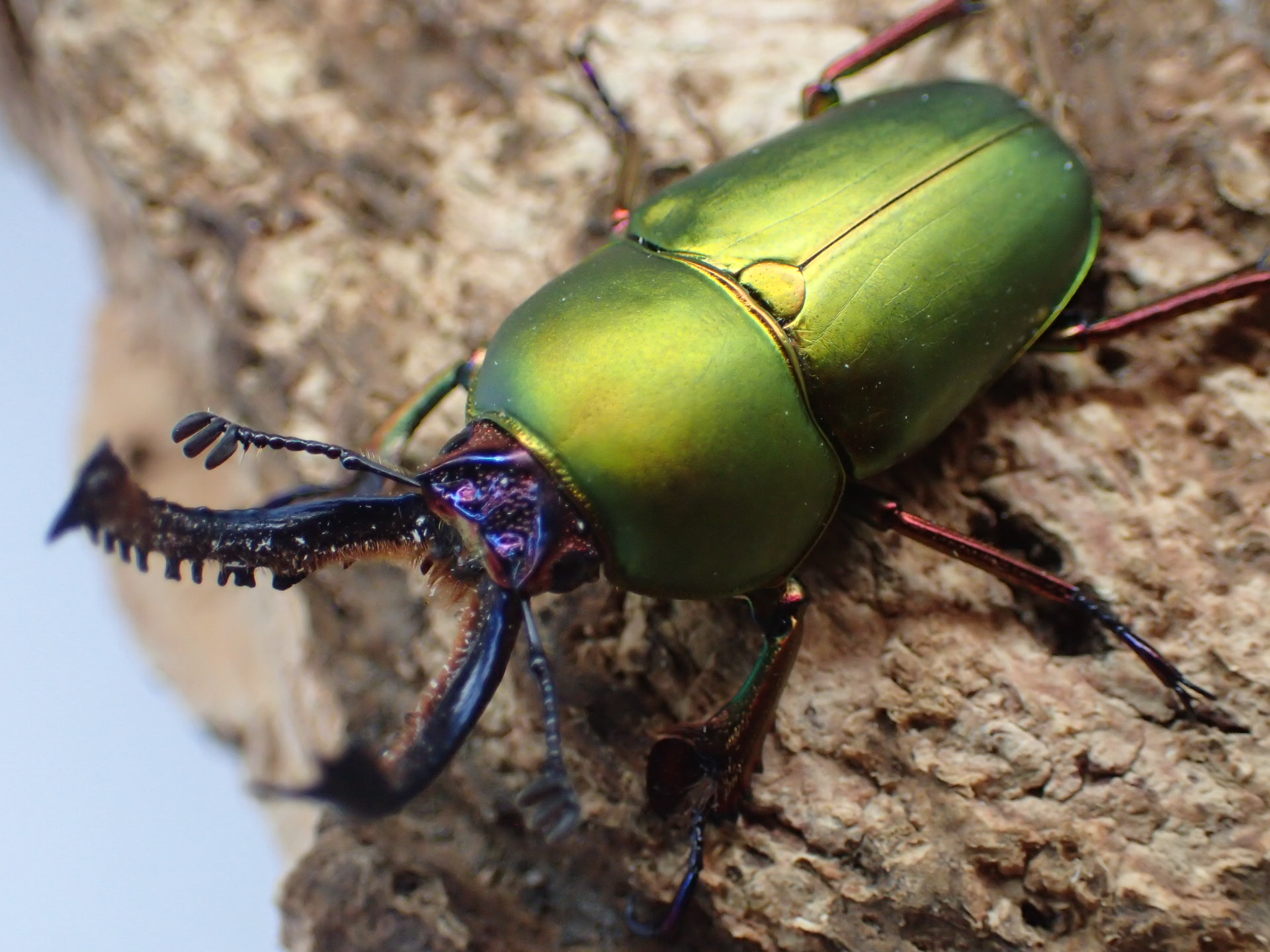 【WD】パプアキンイロクワガタ　ペア