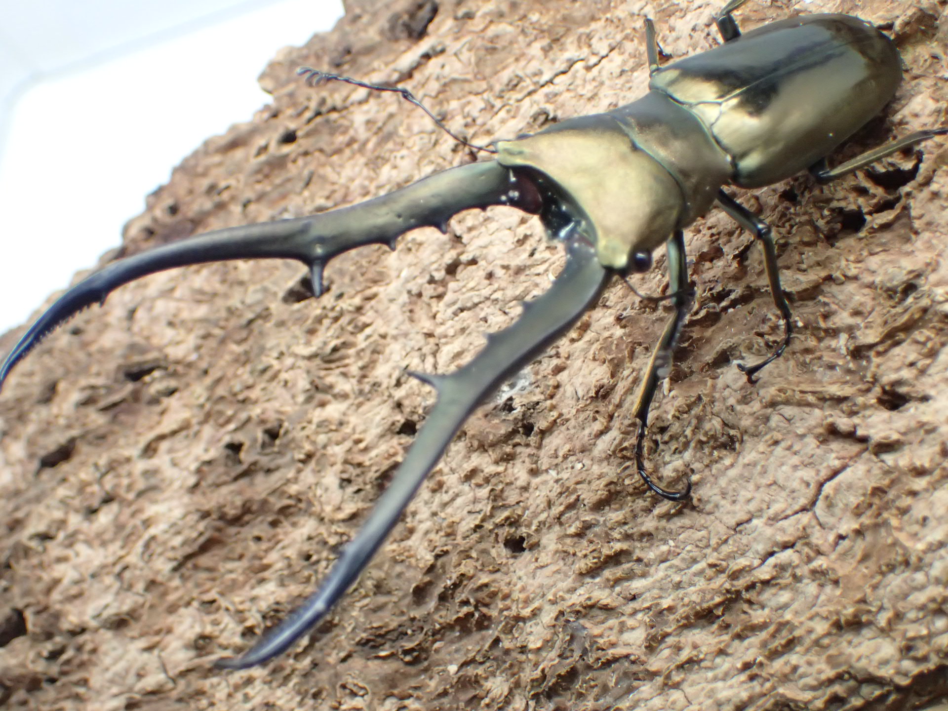 【WD】メタリフェルホソアカクワガタ(finae)　ペア