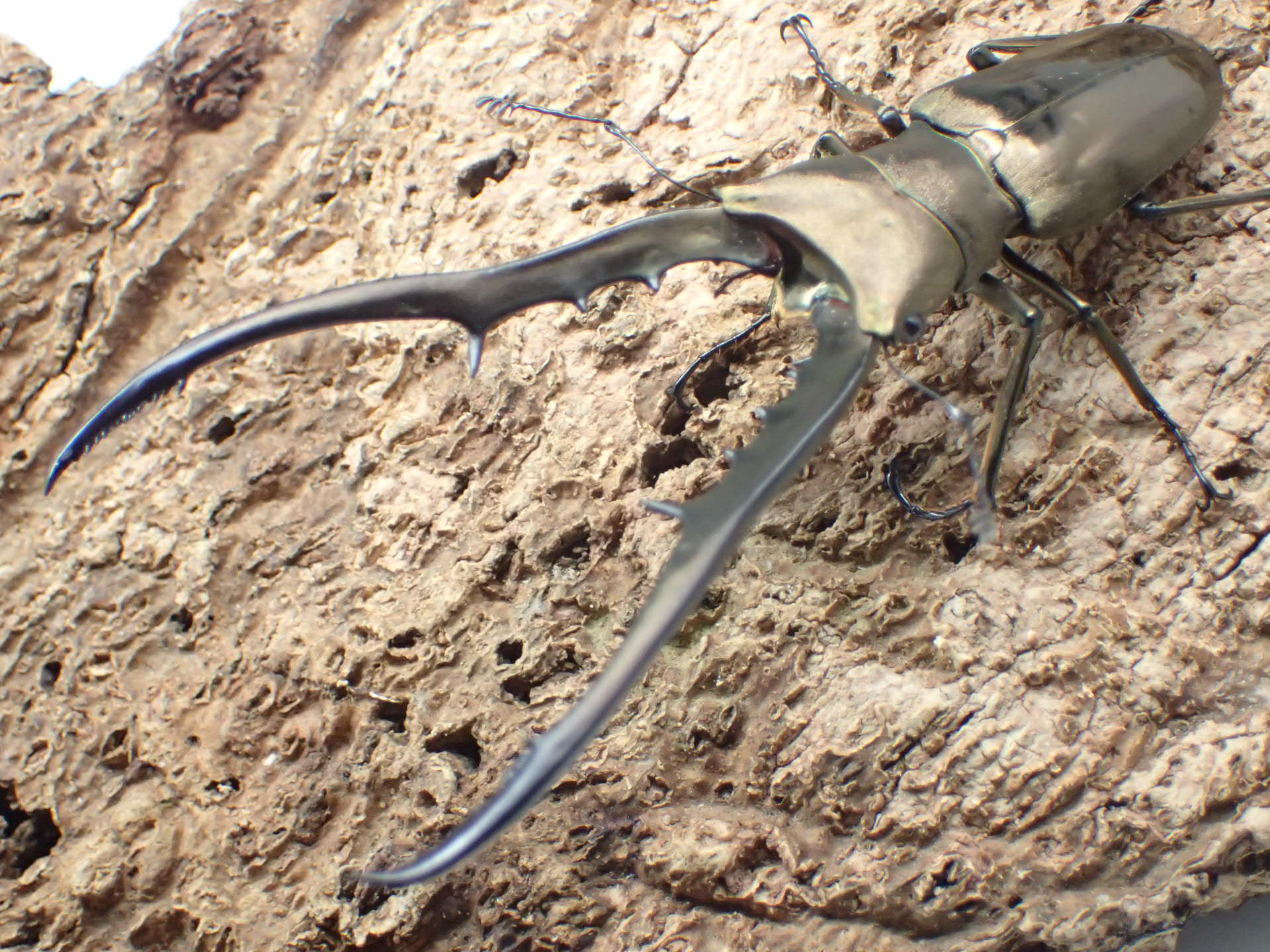 【WD】メタリフェルホソアカクワガタ(finae)　ペア