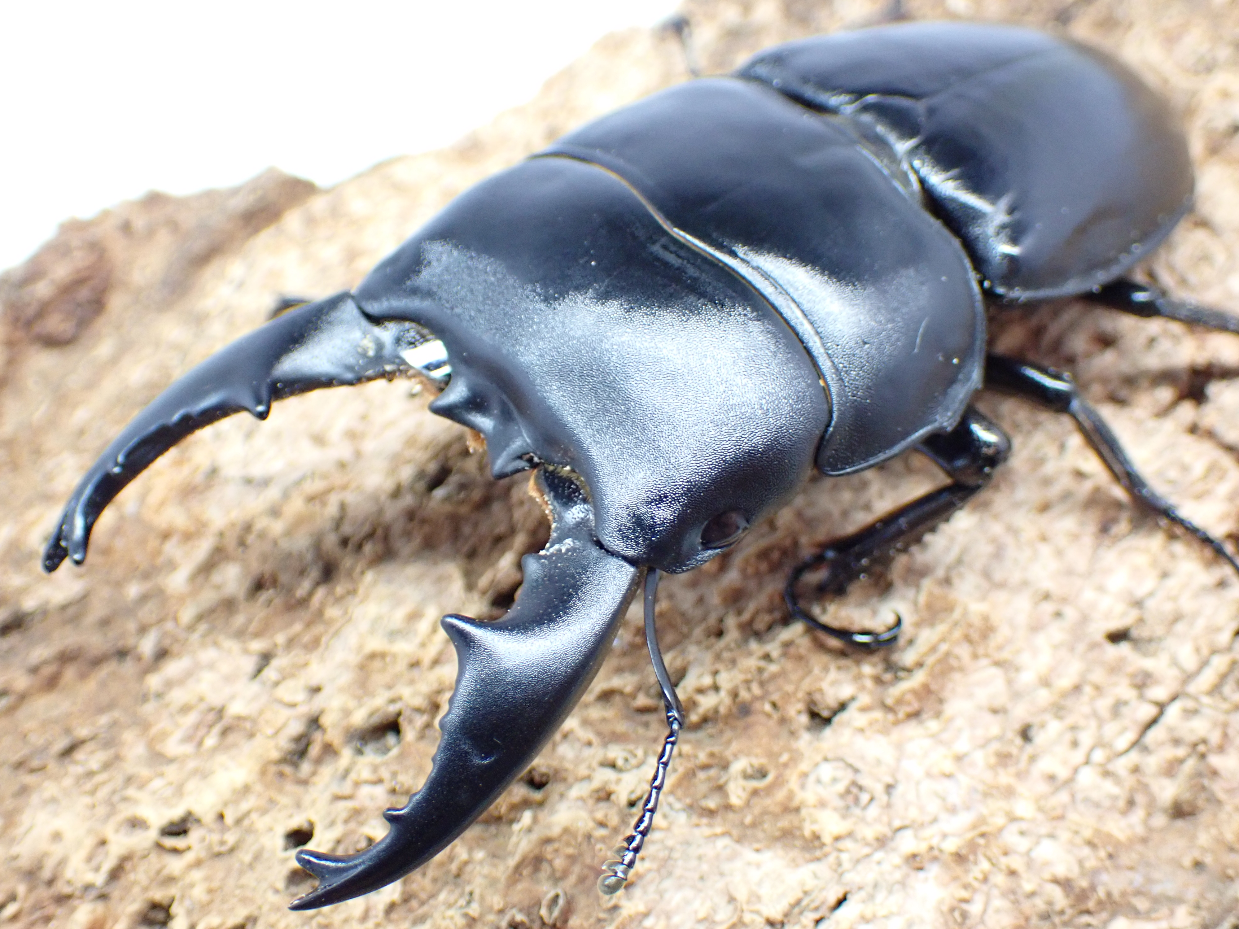 【WD】アルキデスヒラタクワガタ　ペア