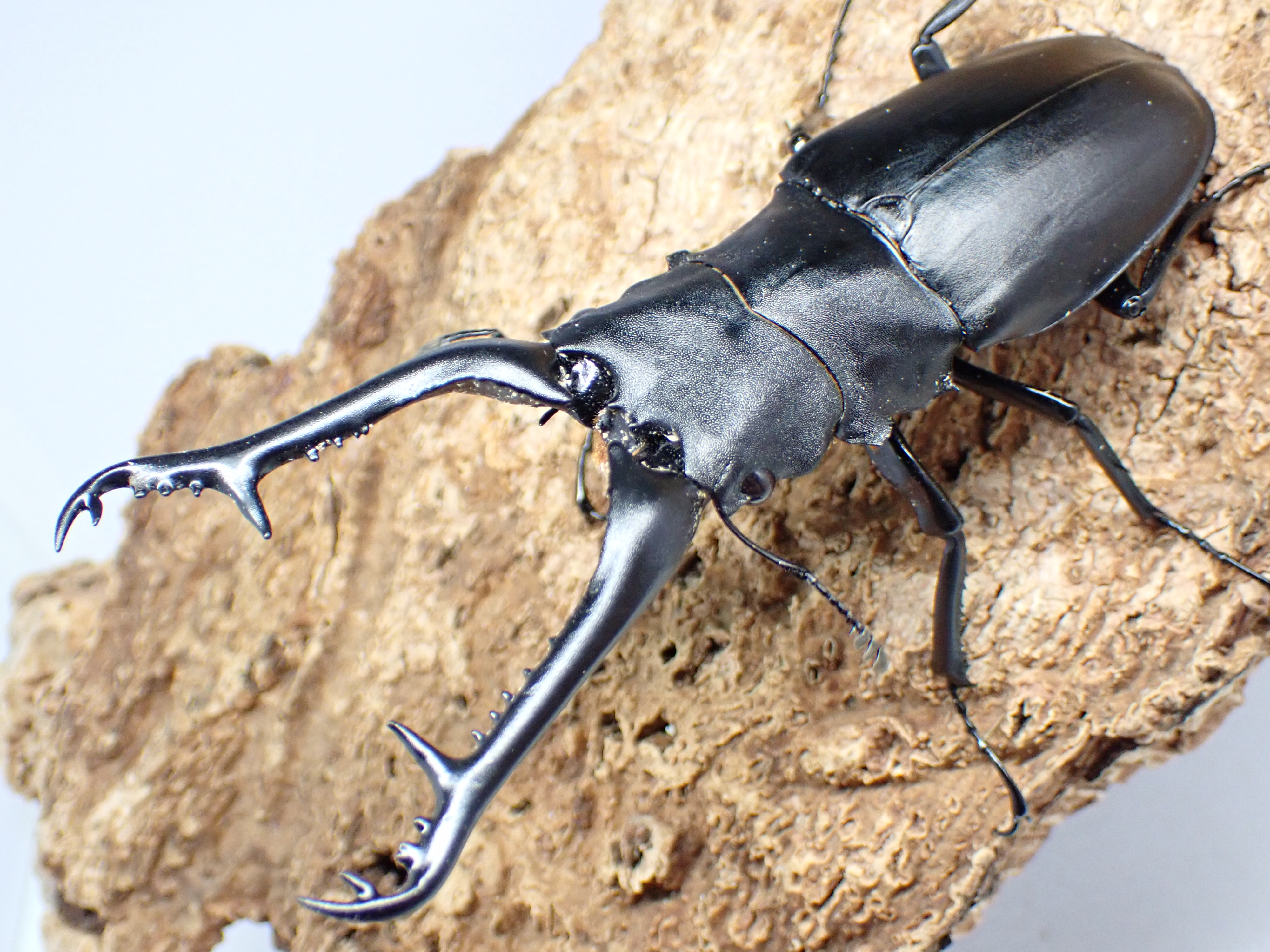 【WD】ギラファノコギリクワガタ(ケイスケ)　ペア