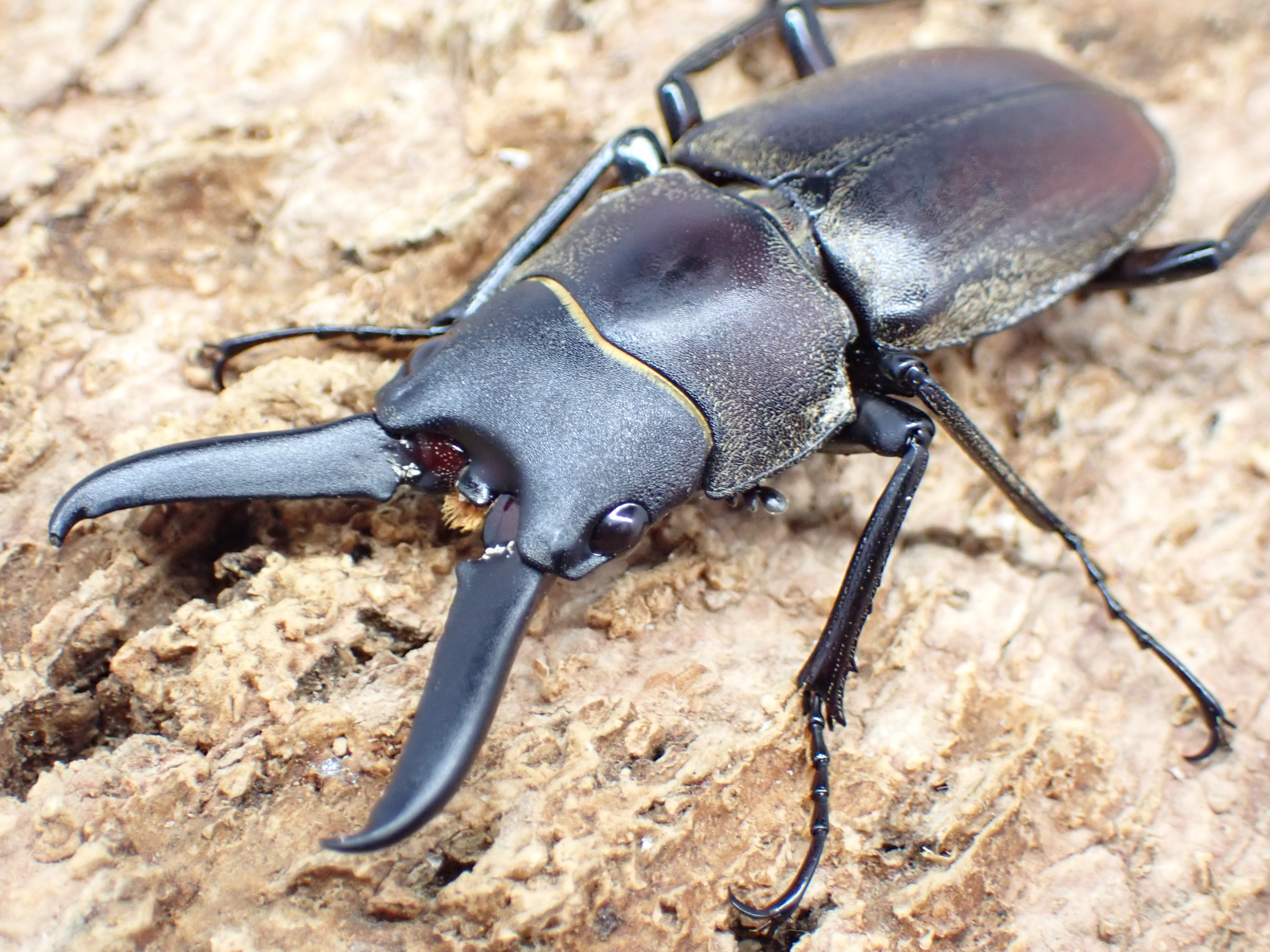 【WD】ドエスブルグノコギリクワガタ(原名亜種)　ペア