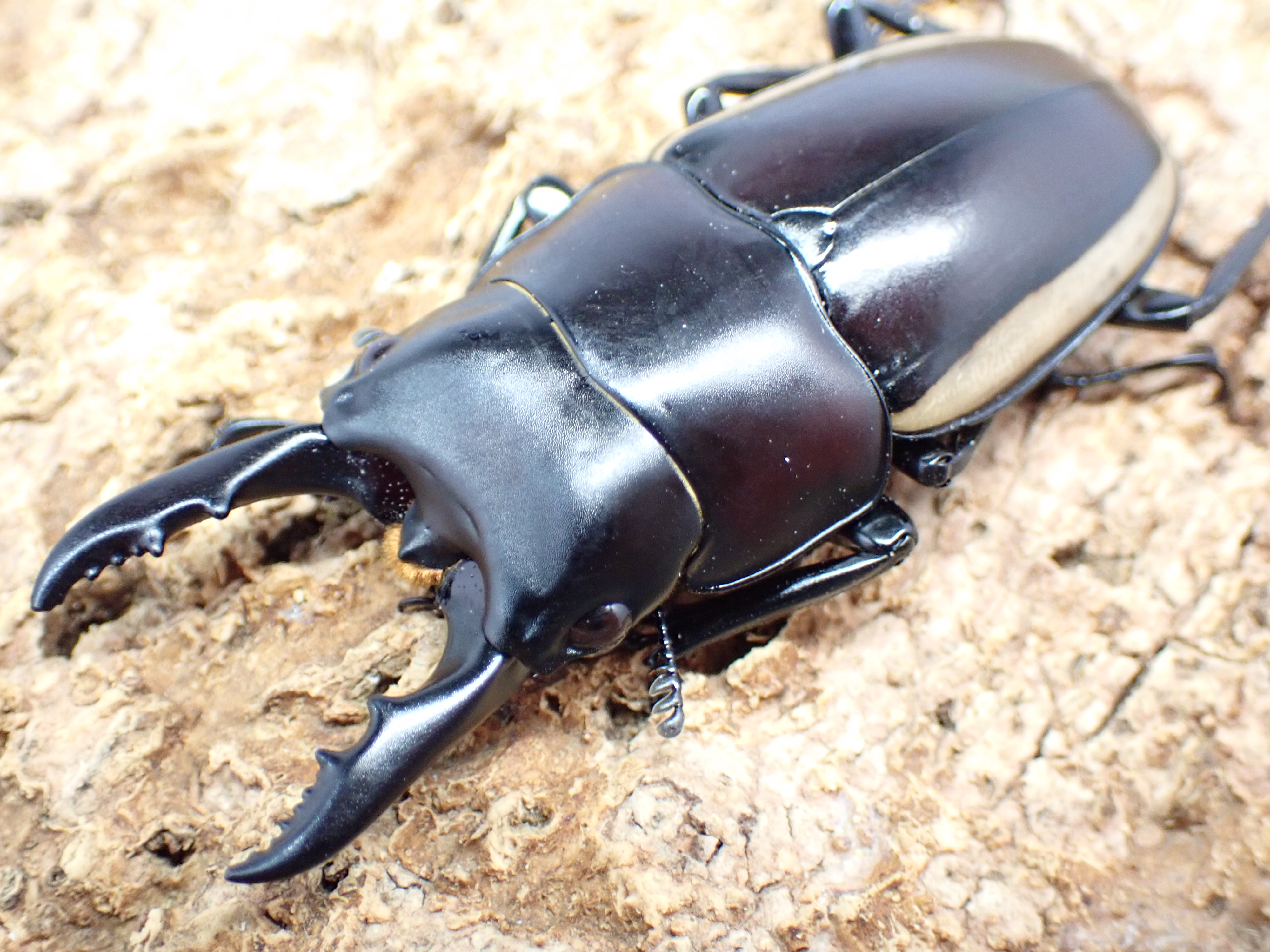 【WD】ウォレスノコギリクワガタ　ペア