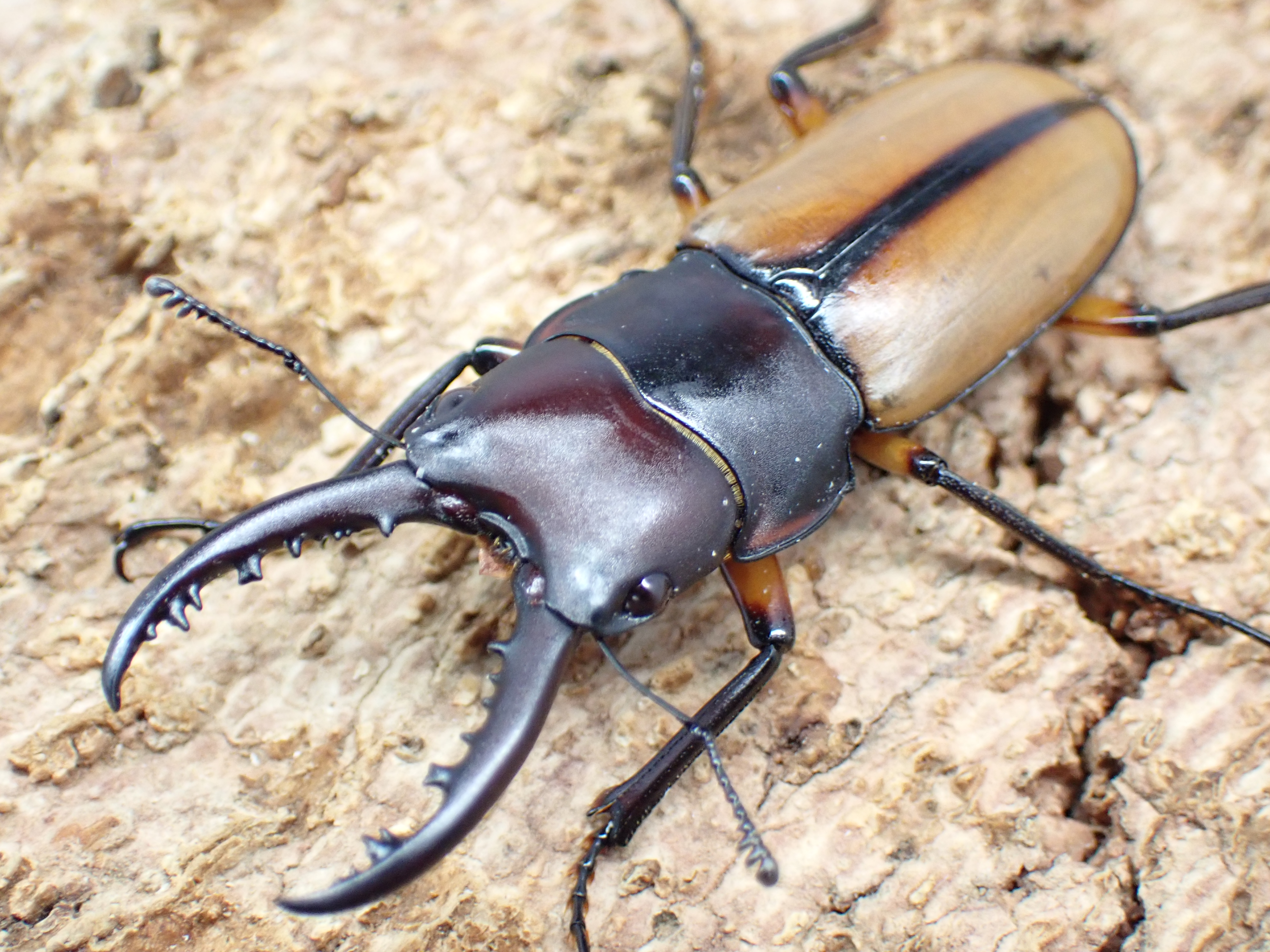 【WD】ブルイジンノコギリクワガタ(rufulus)　ペア