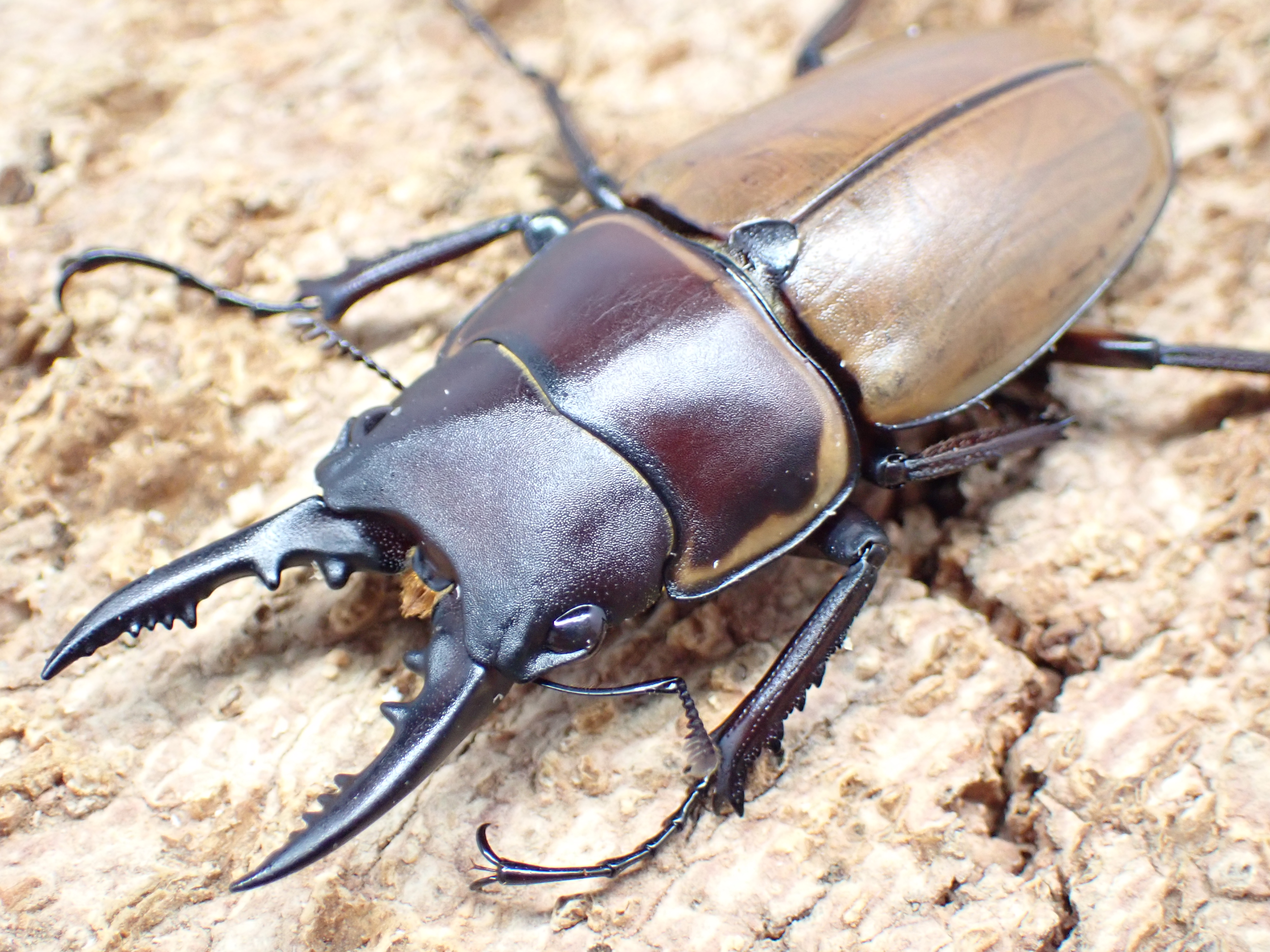 【WD】トラグルスノコギリクワガタ(原名亜種)(メス黒化型)　ペア