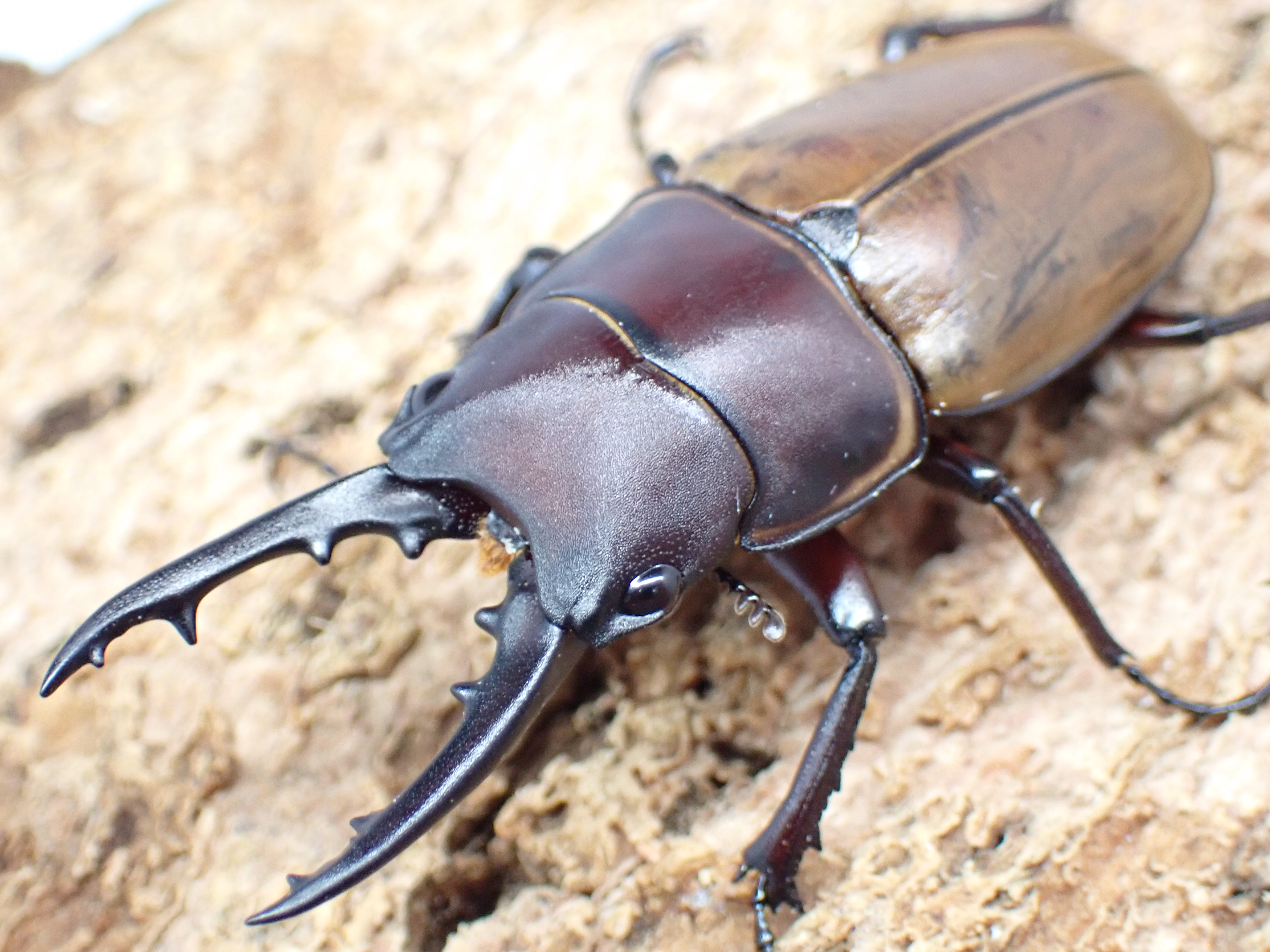 【WD】トラグルスノコギリクワガタ(原名亜種)　ペア