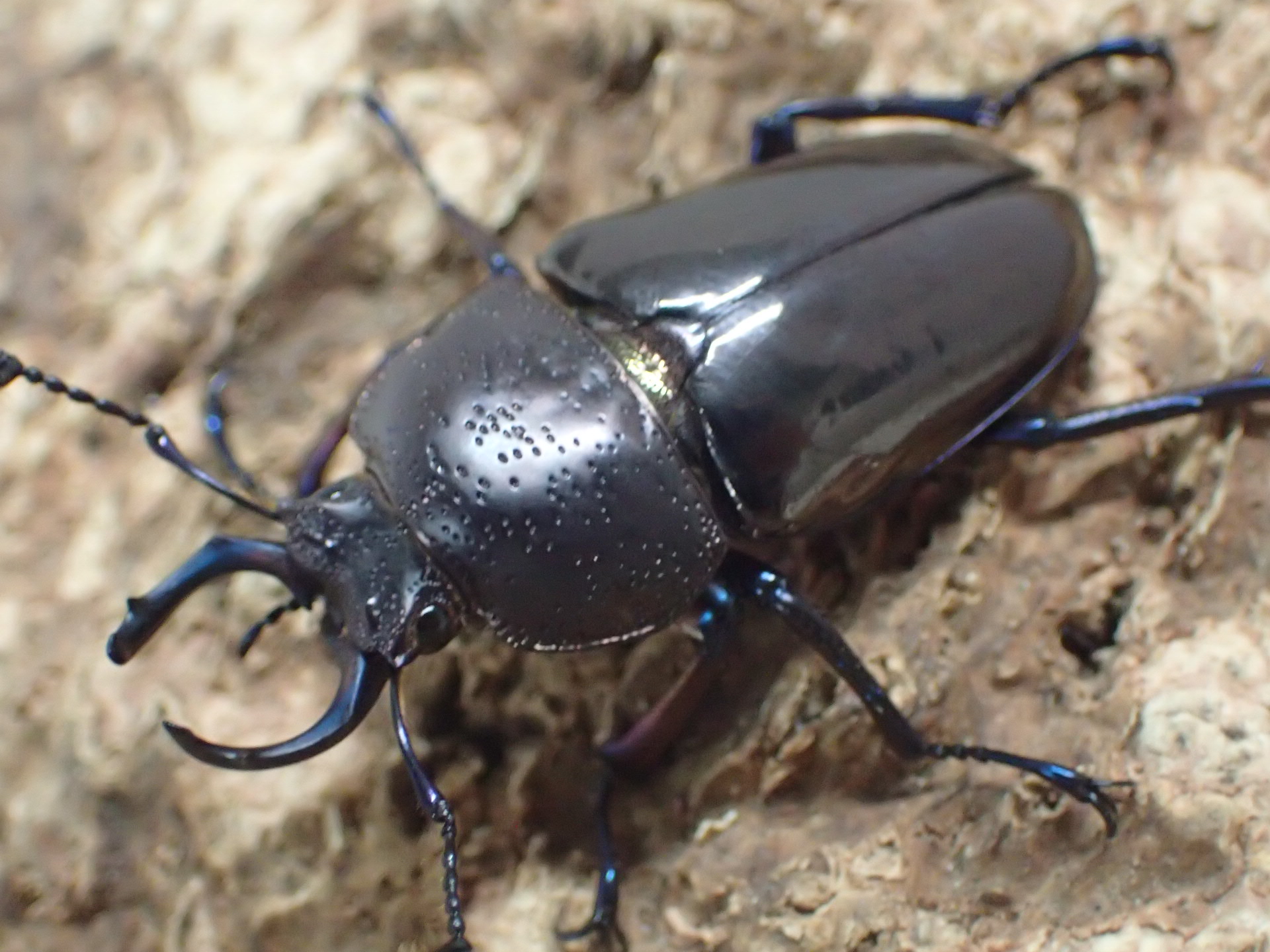 ドウイロクワガタ幼虫　３頭セット
