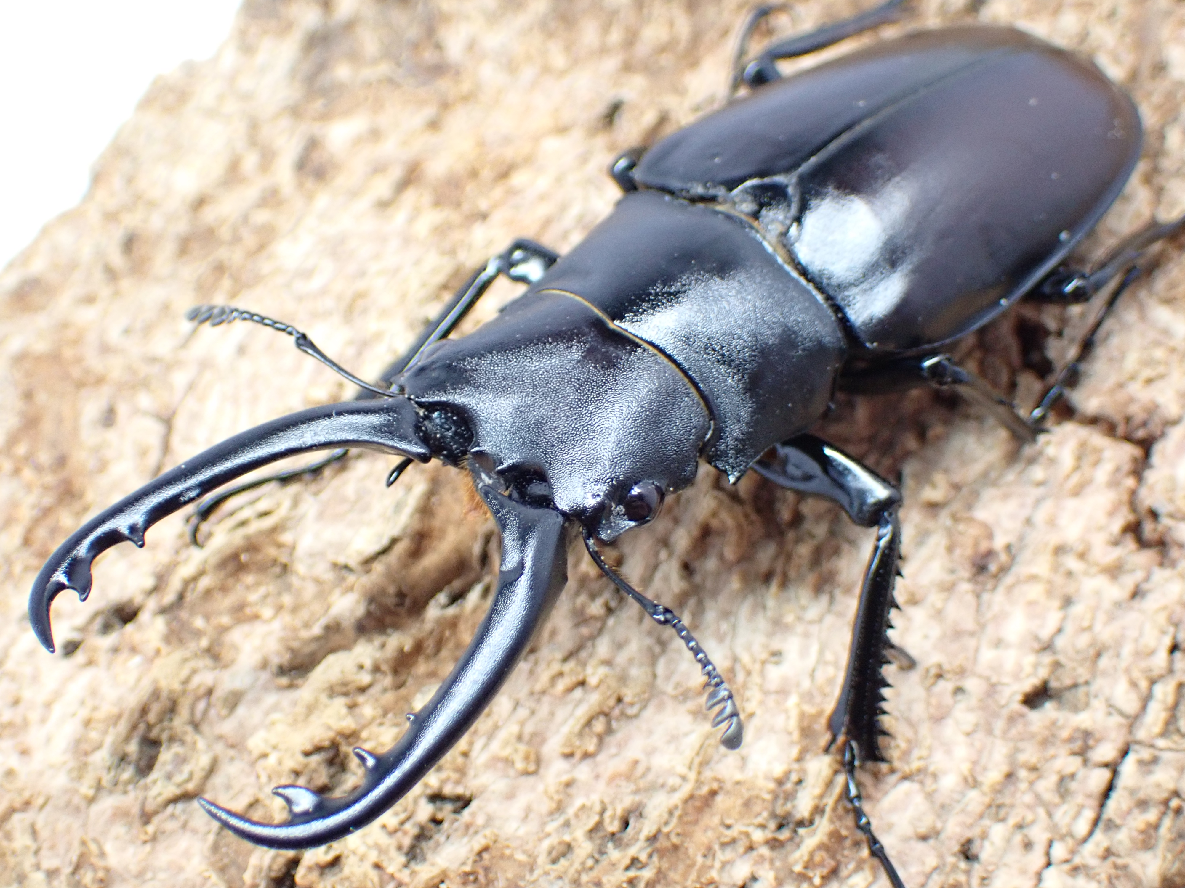 ギラファノコギリクワガタ(ティモーレンシス)幼虫　3頭セット