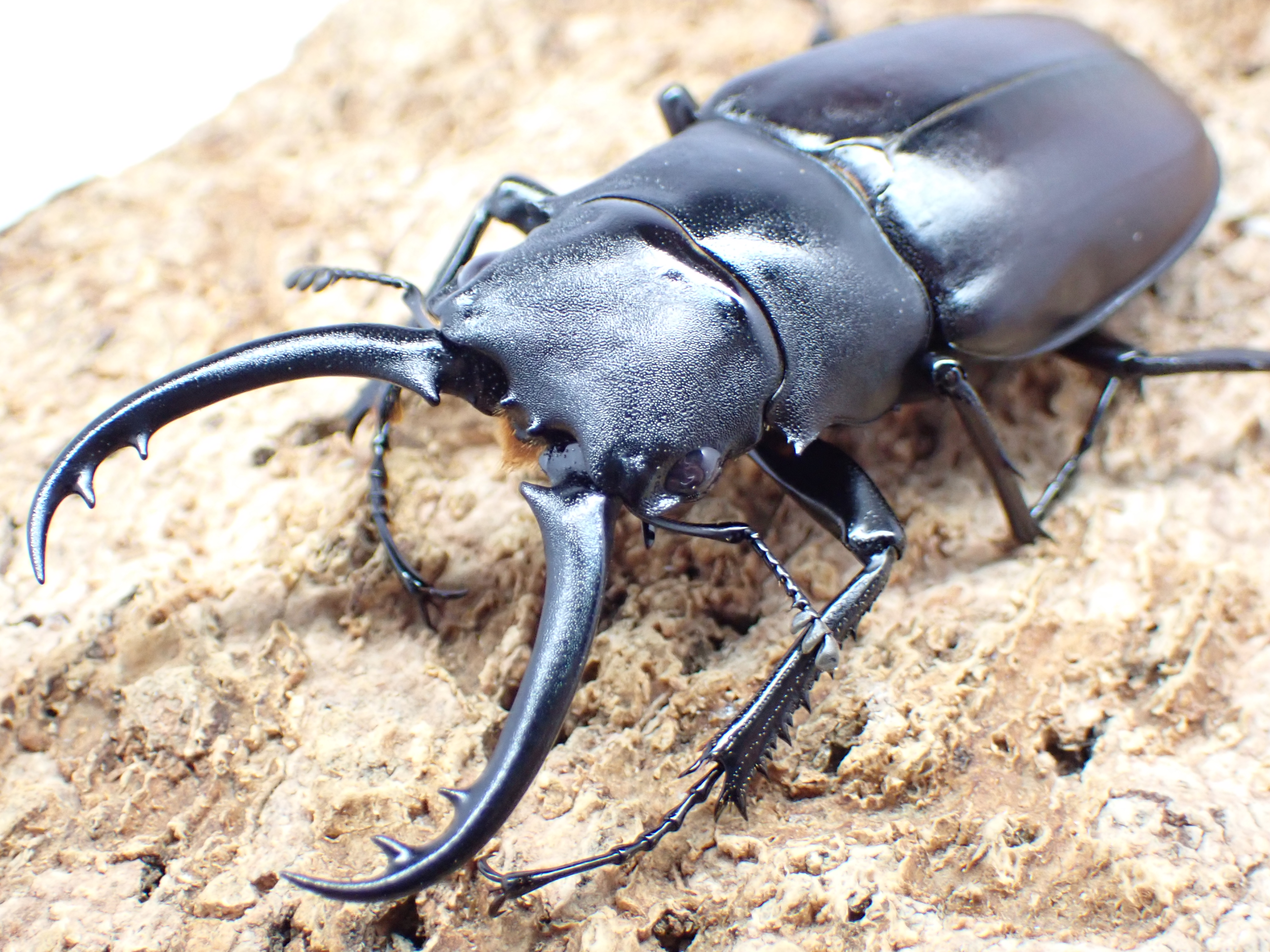 ギラファノコギリクワガタ(ティモーレンシス)　ペア