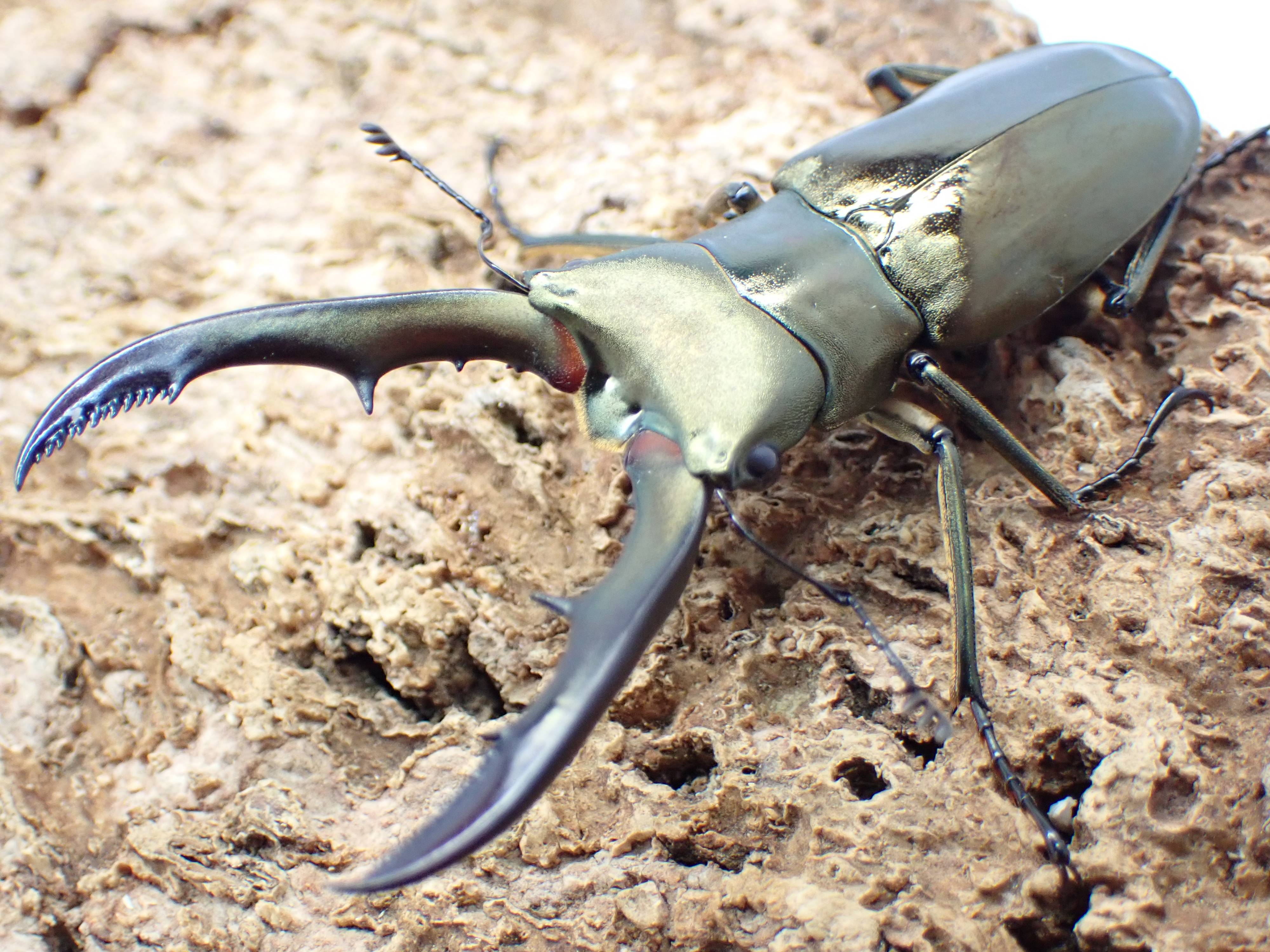 メタリフェルホソアカクワガタ(サンギレンシス)　ペア