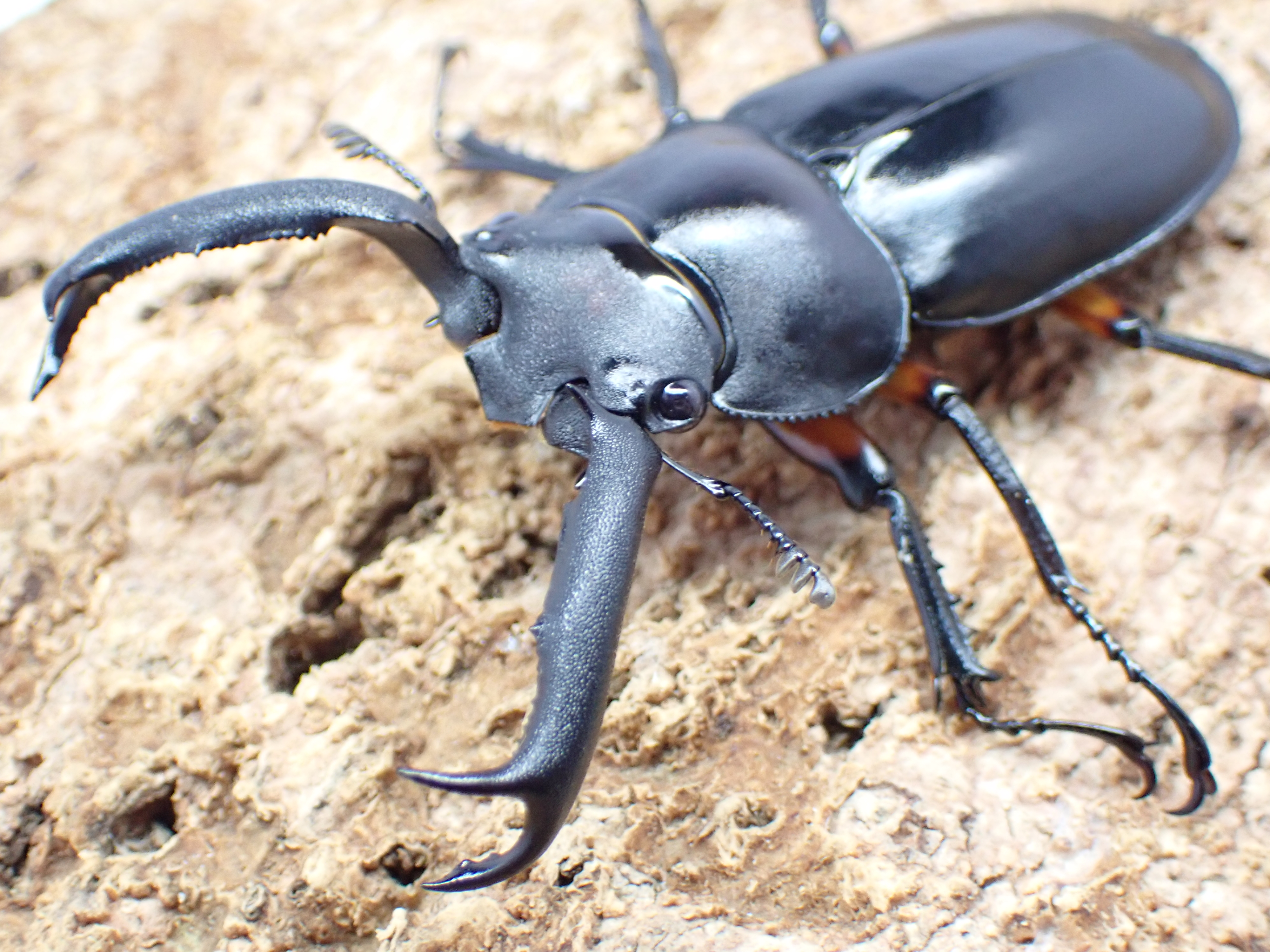 ディディエールシカクワガタ　ペア