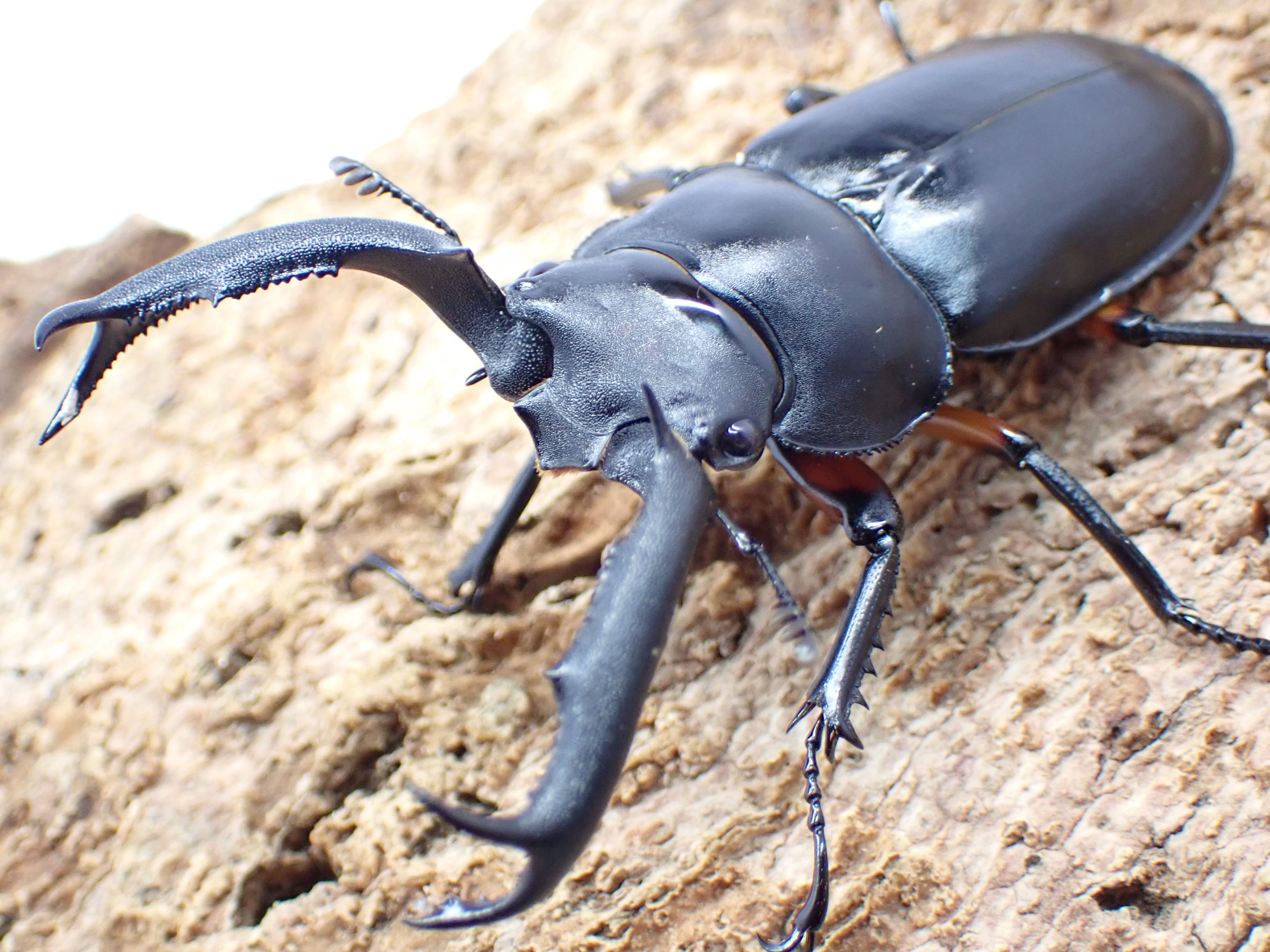 ディディエールシカクワガタ　ペア