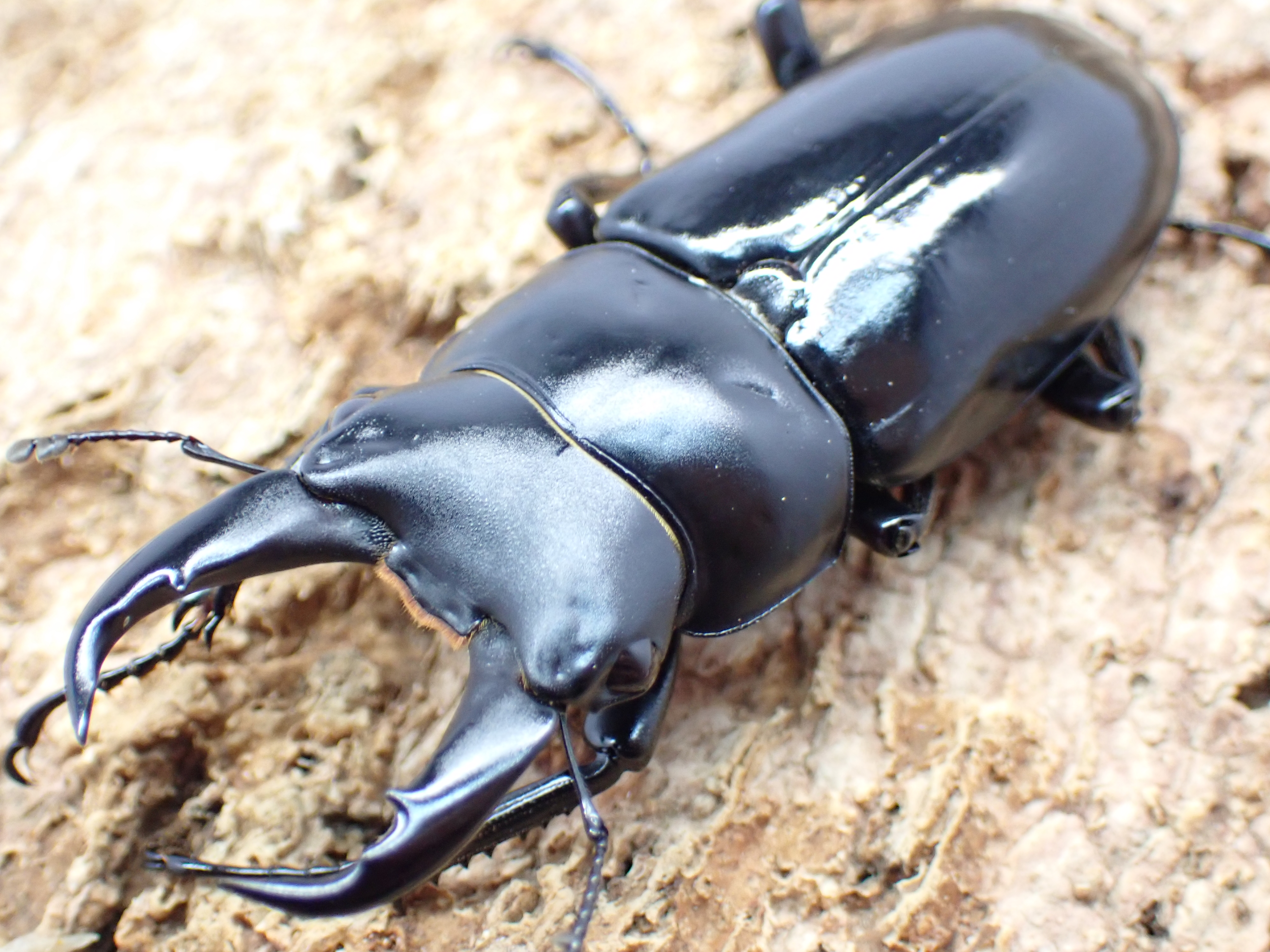 ネパールコクワガタ　ペア