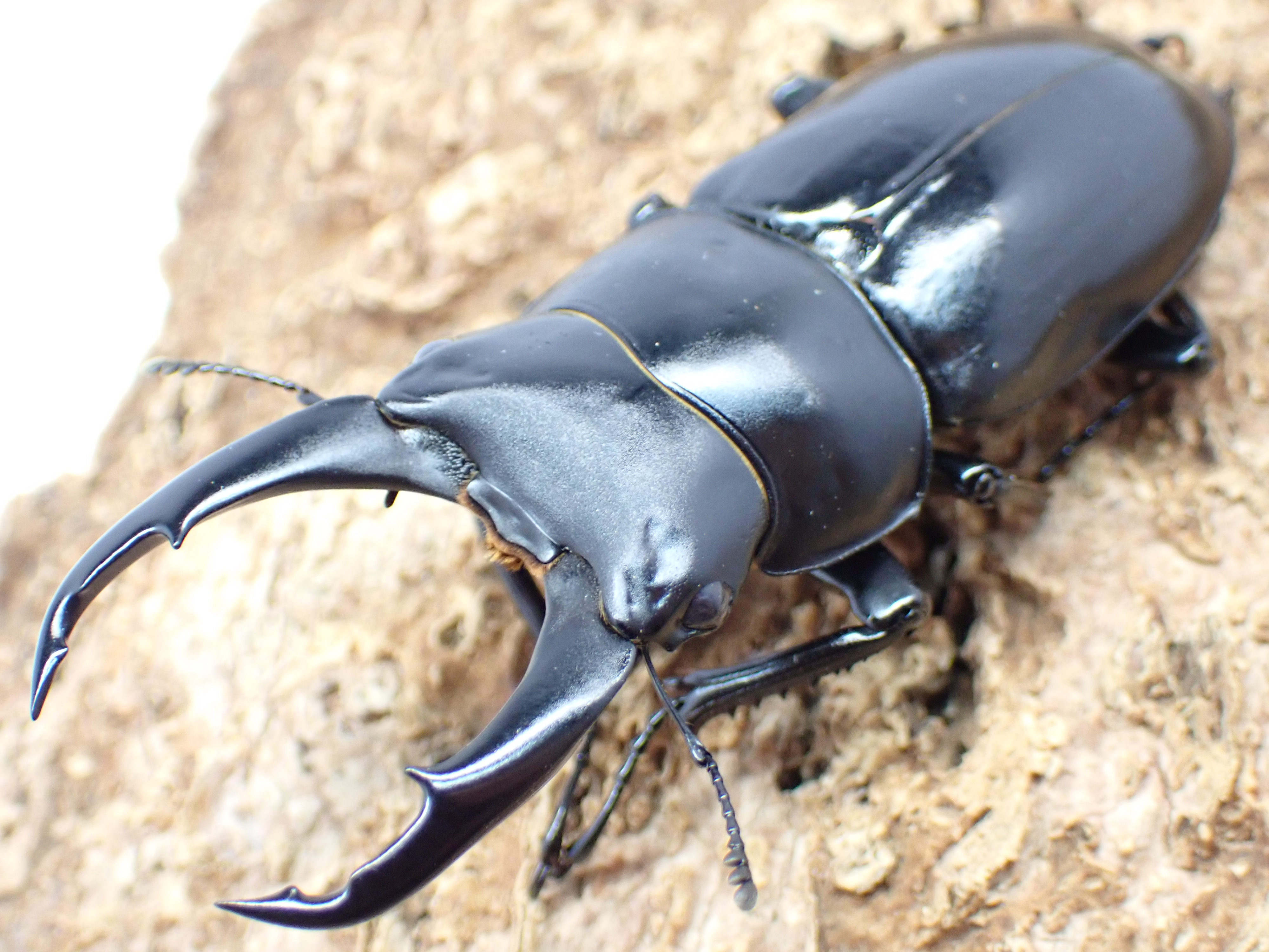 ネパールコクワガタ　ペア