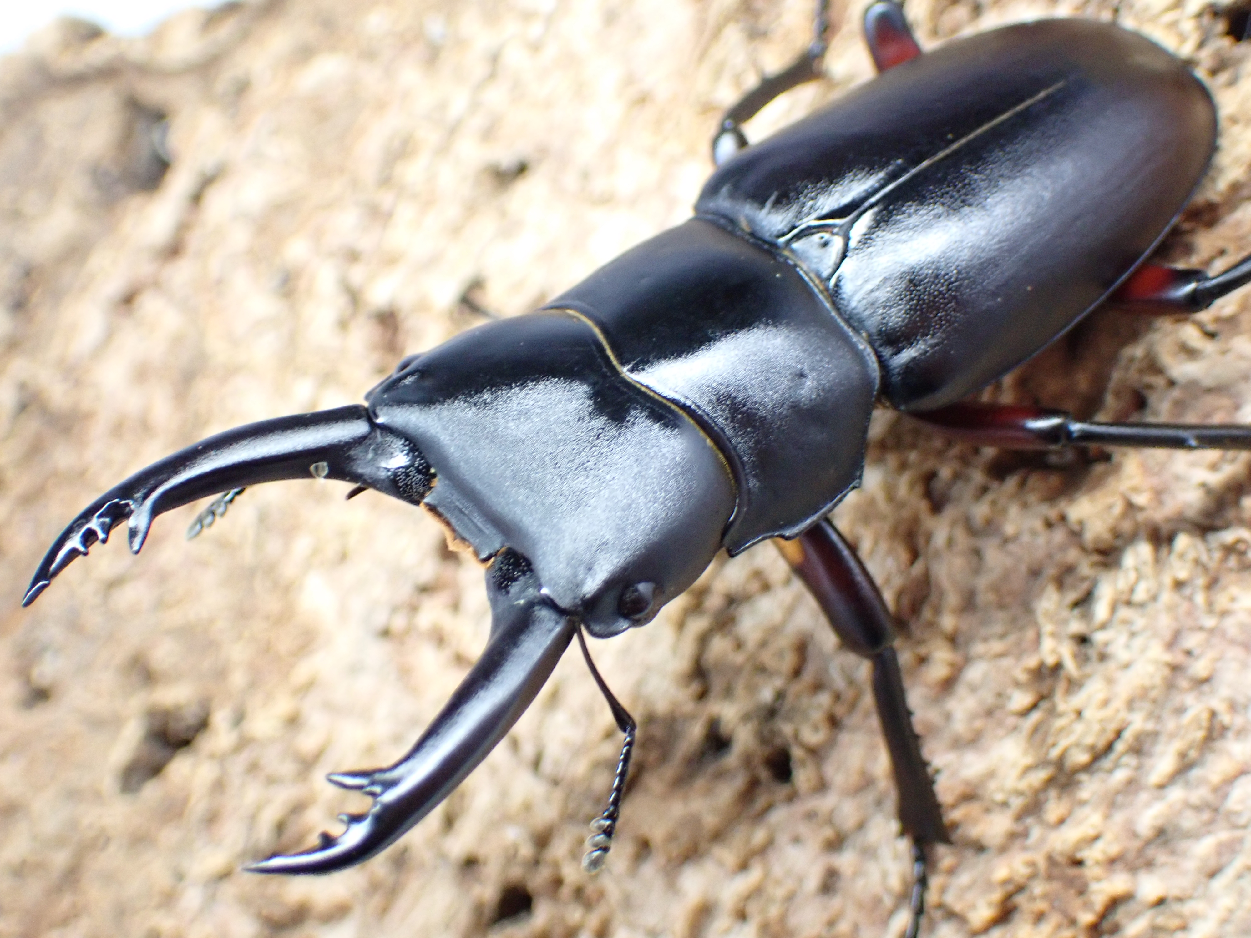 アカアシクワガタ　ペア