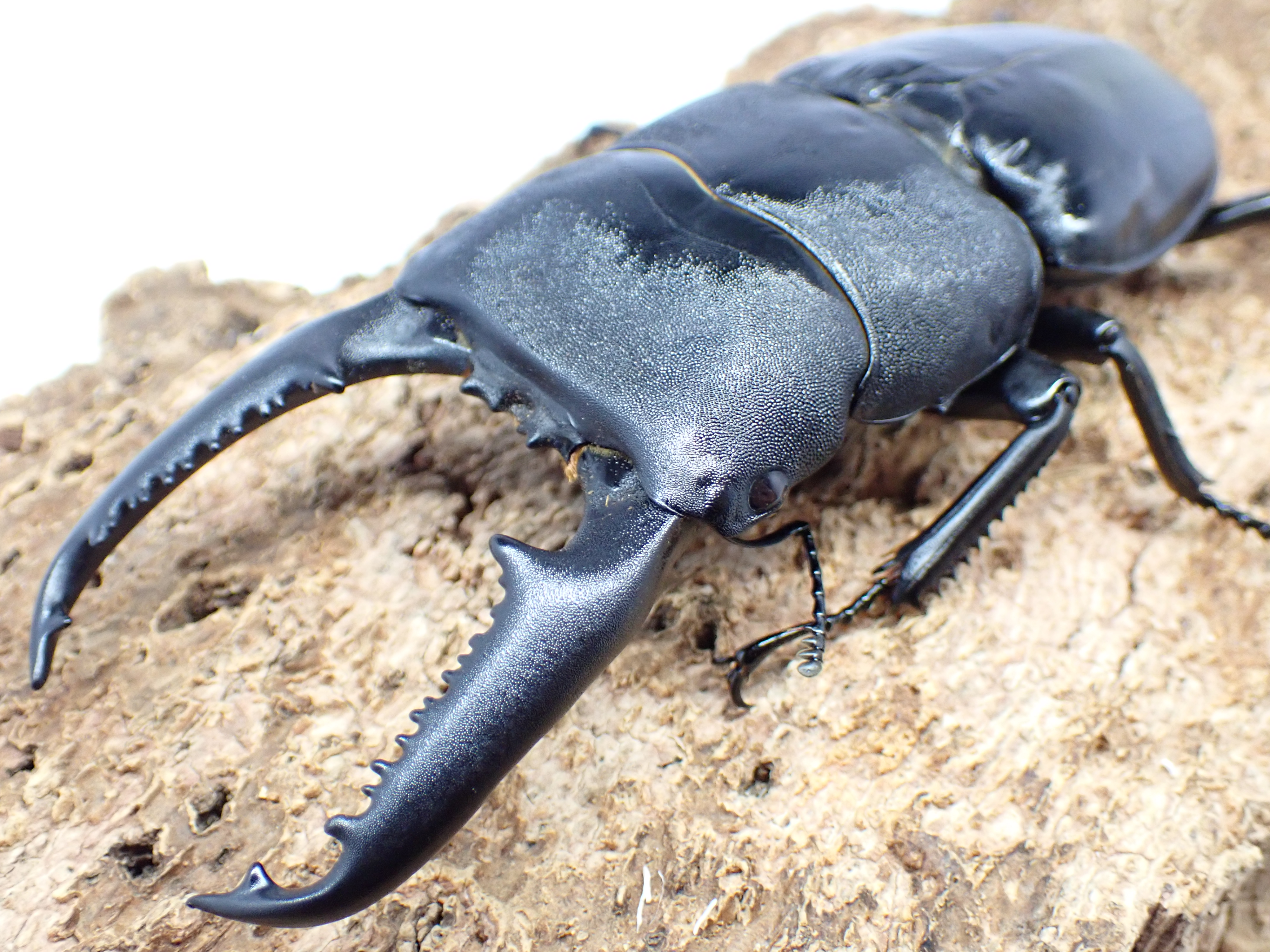 【大型】パラワンオオヒラタクワガタ　ペア