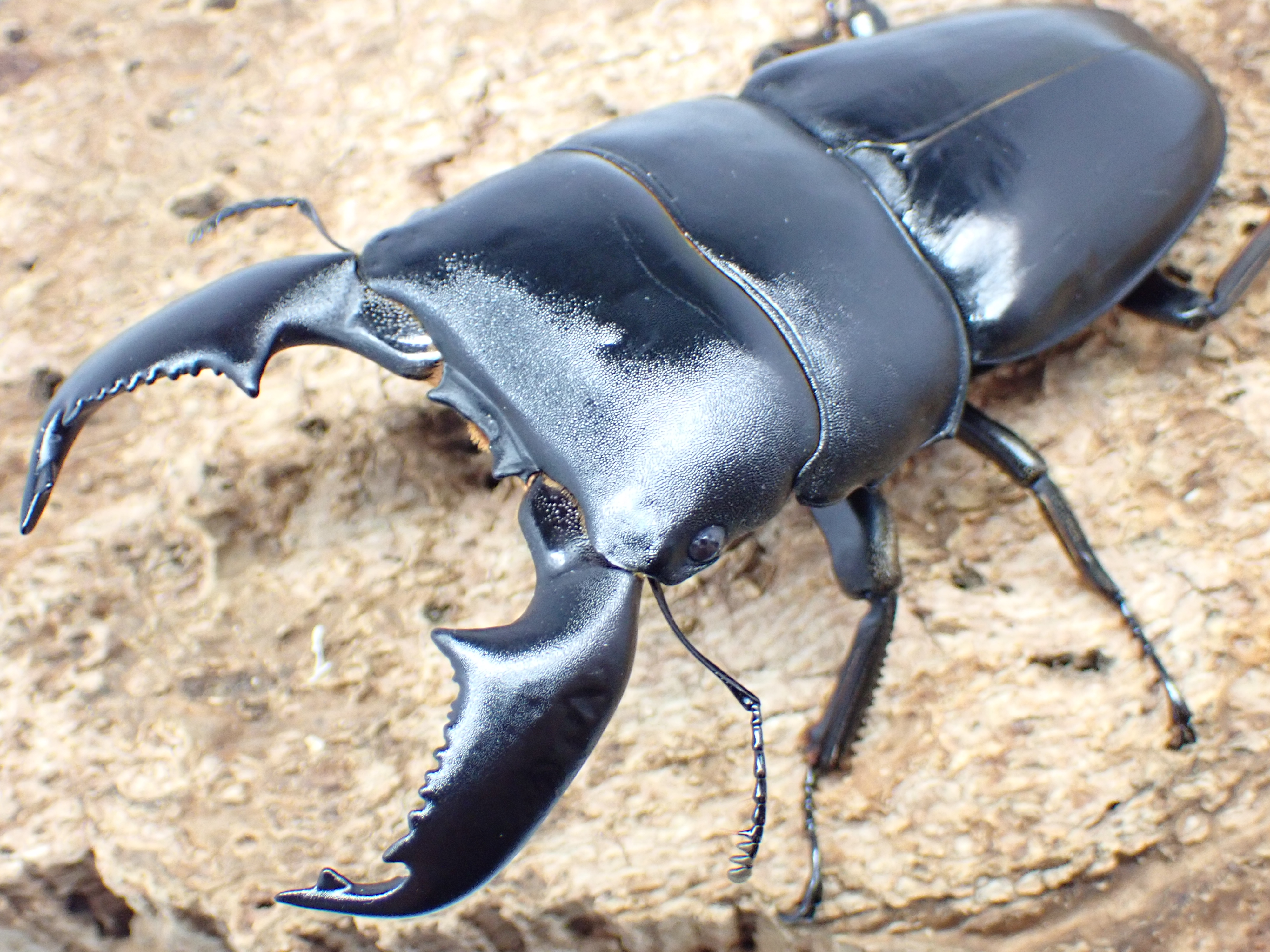 スマトラオオヒラタクワガタ　ペア