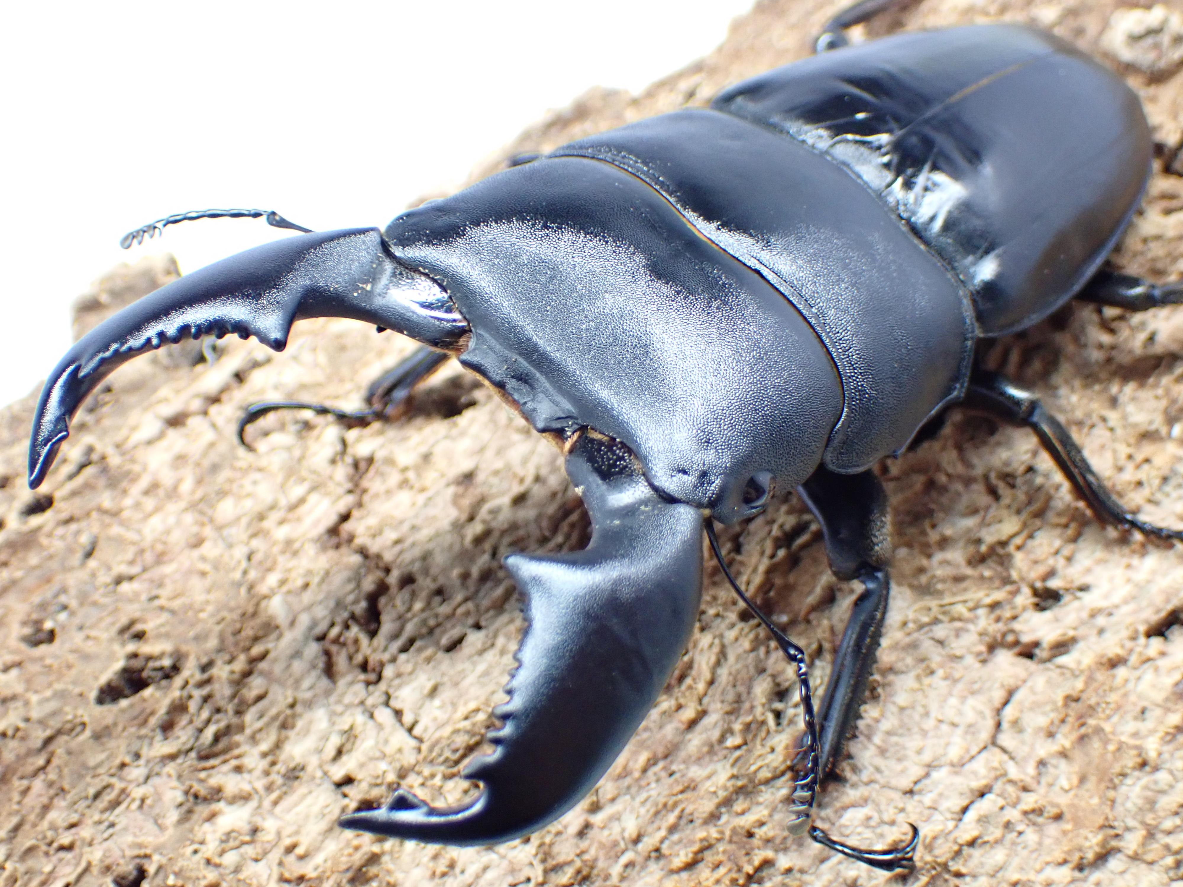 スマトラオオヒラタクワガタ　ペア