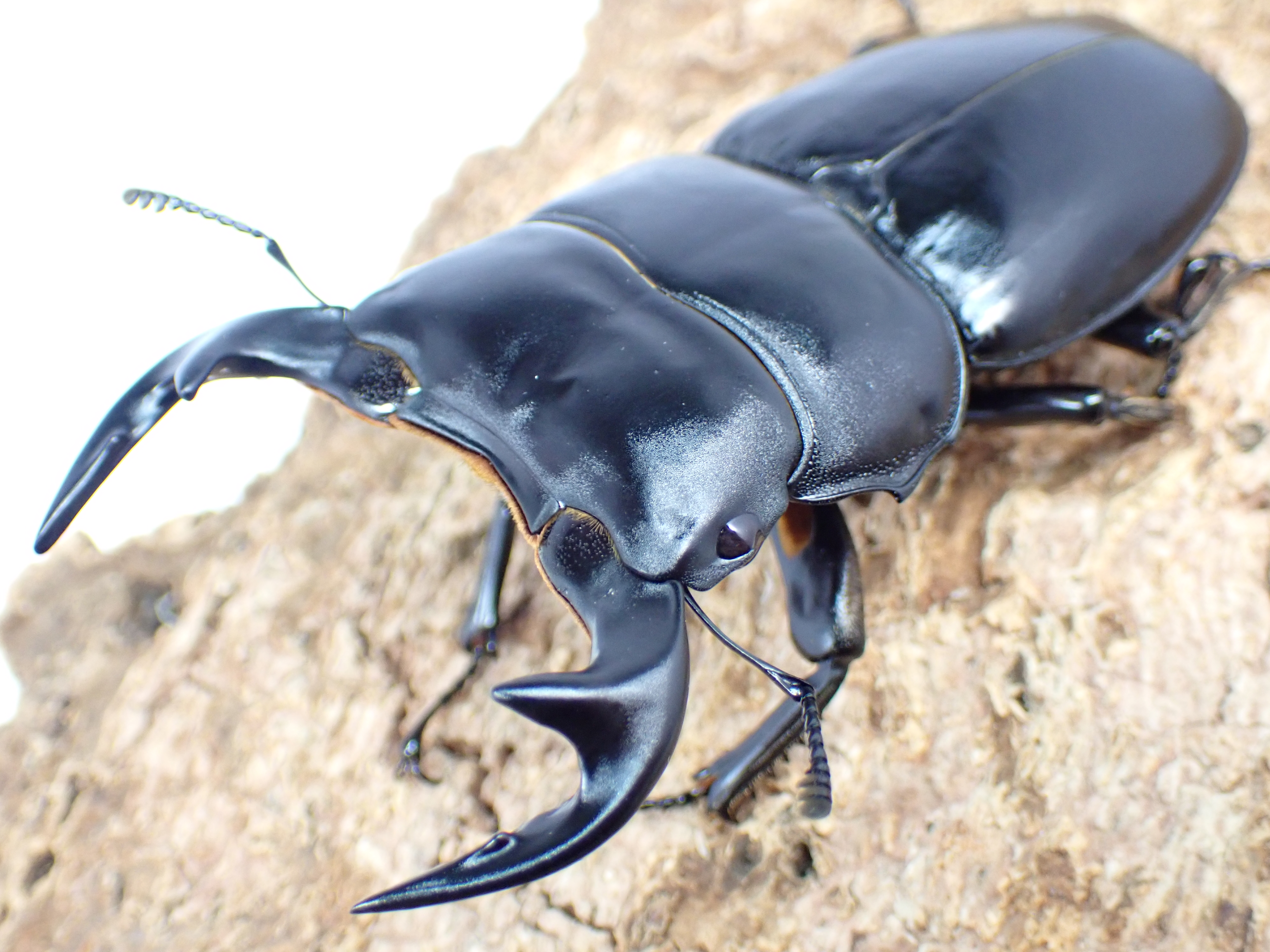 ベトナムアンタエウスオオクワガタ　ペア