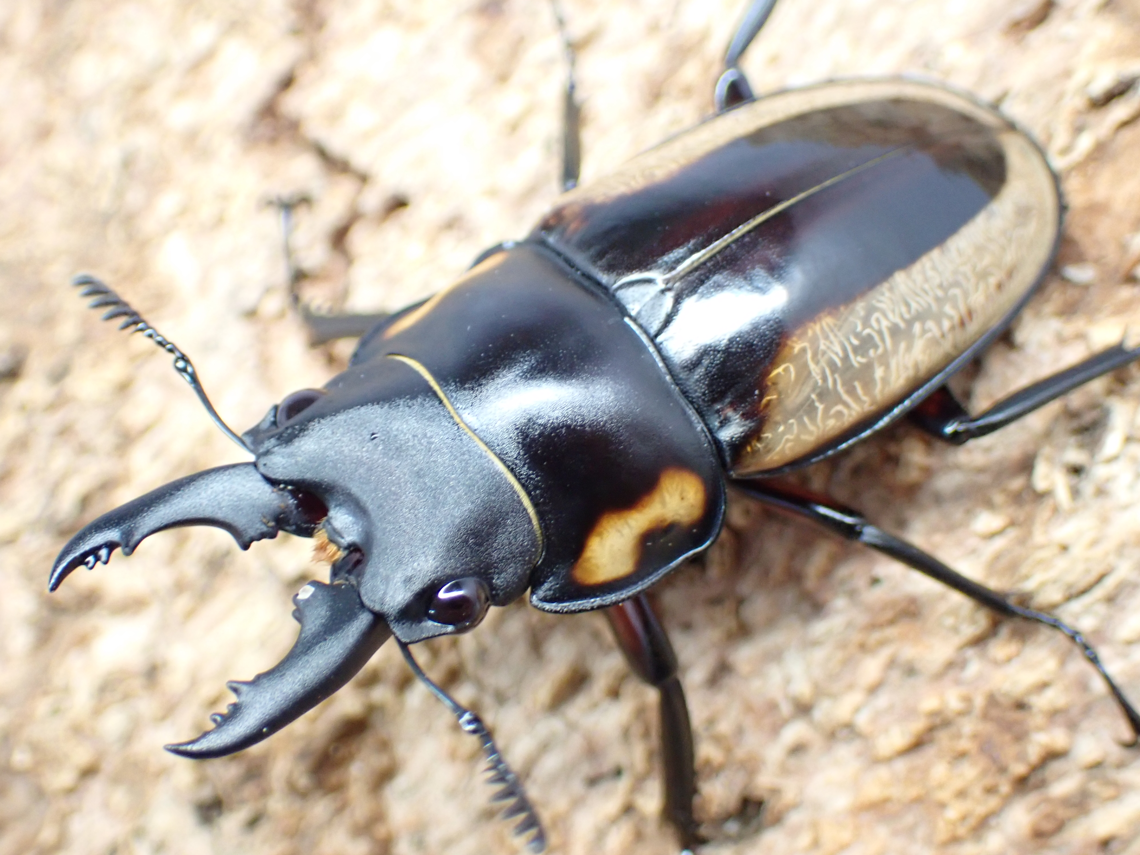 スペクタビリスノコギリクワガタ　ペア