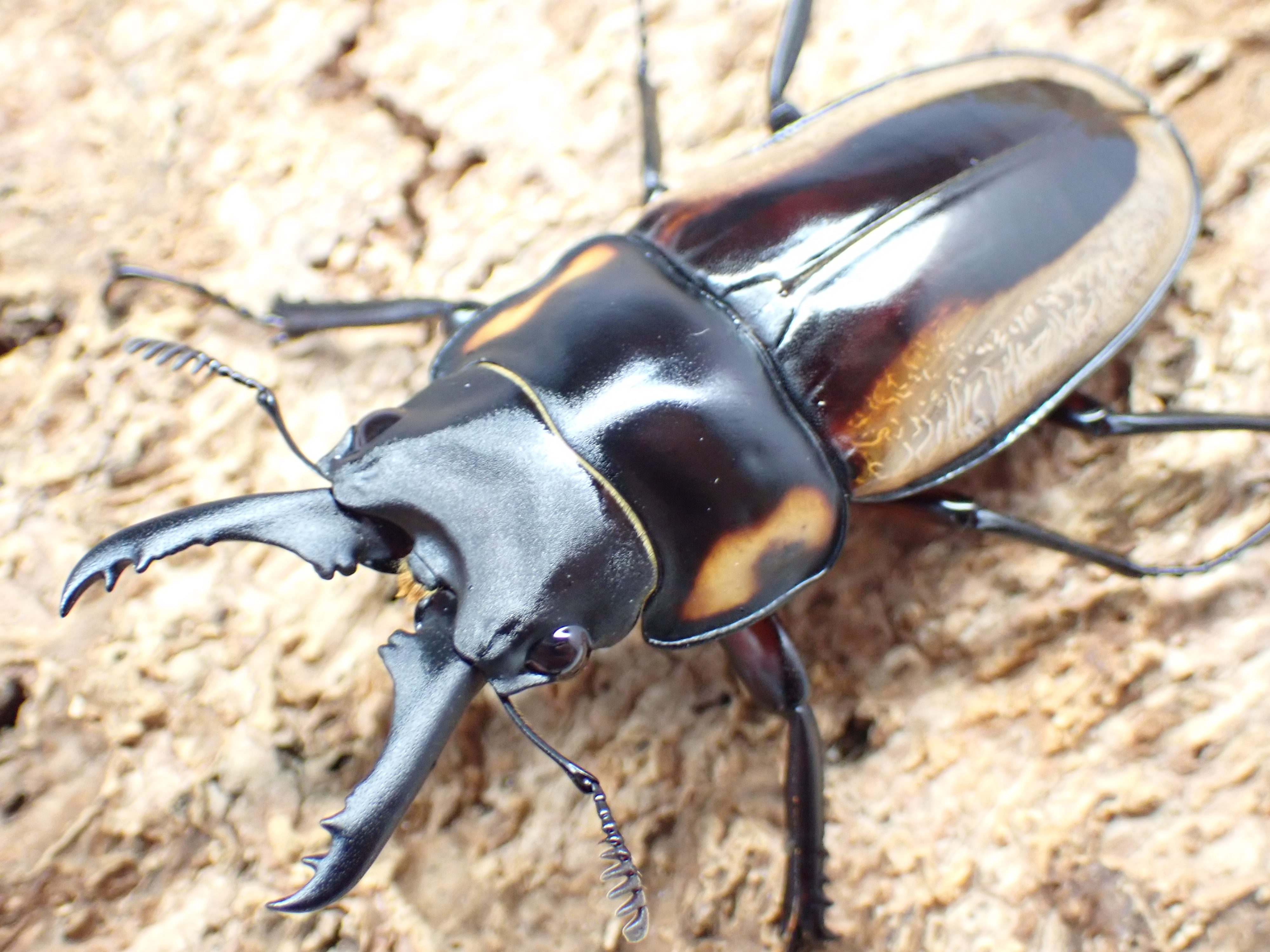 スペクタビリスノコギリクワガタ　ペア