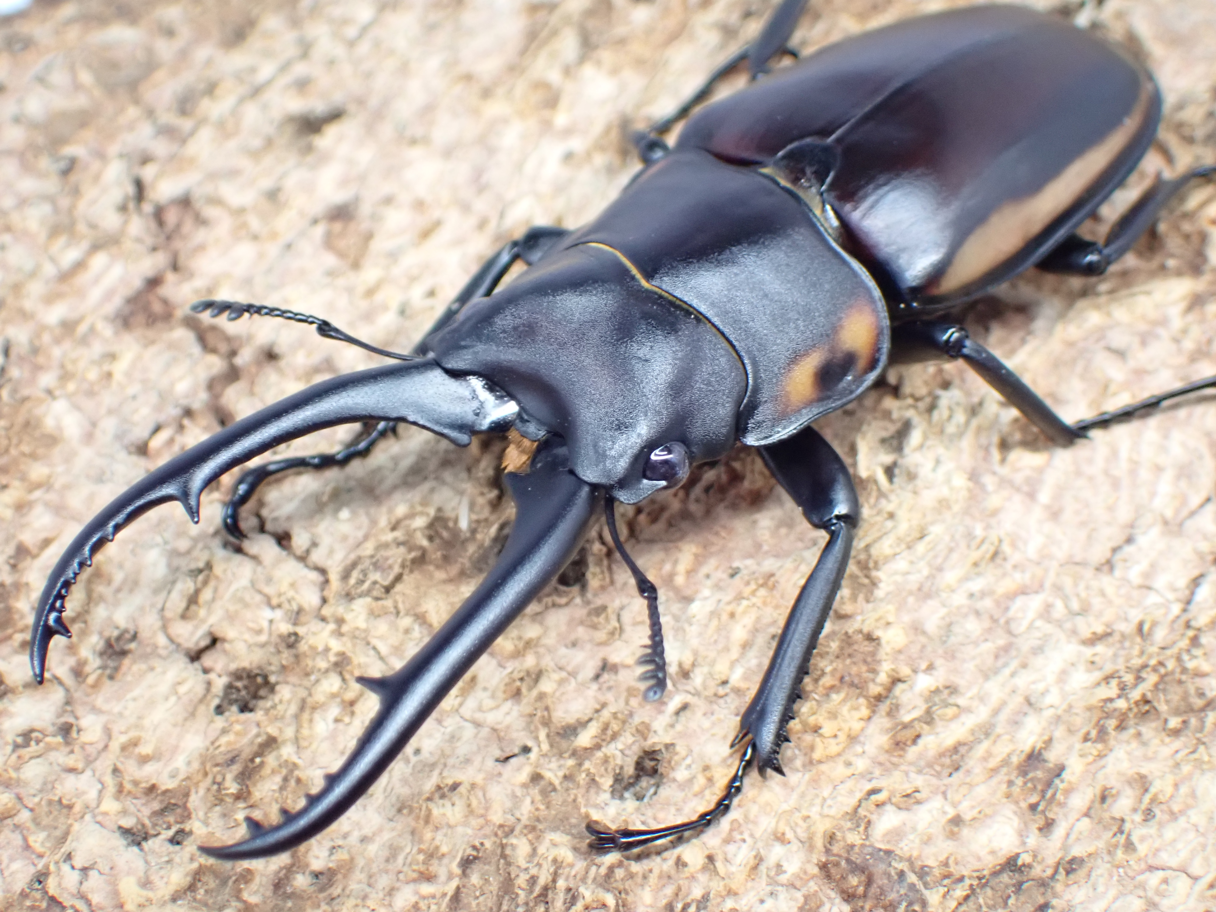 デキピエンスノコギリクワガタ　ペア