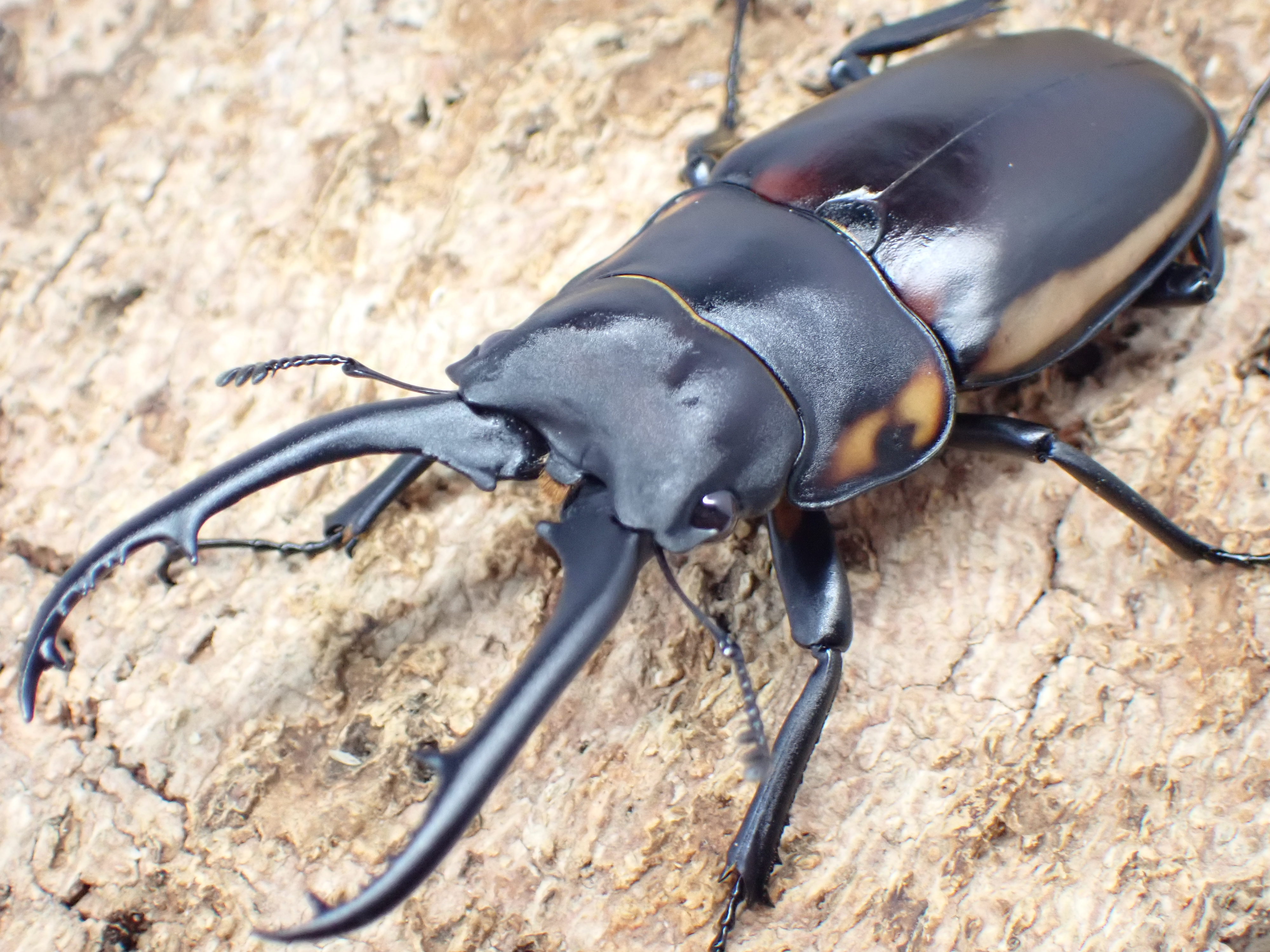 デキピエンスノコギリクワガタ　ペア