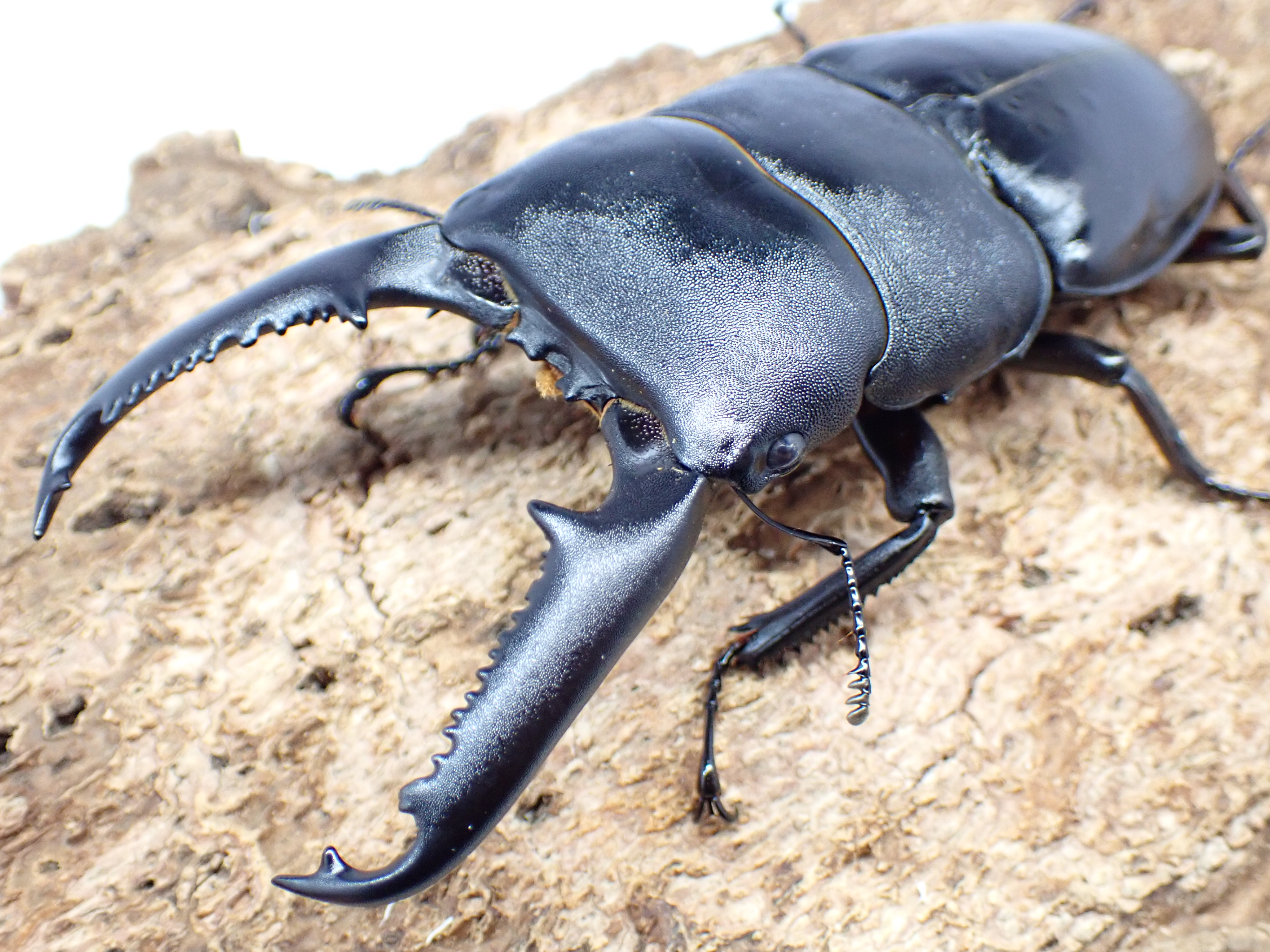 パラワンオオヒラタクワガタ　ペア