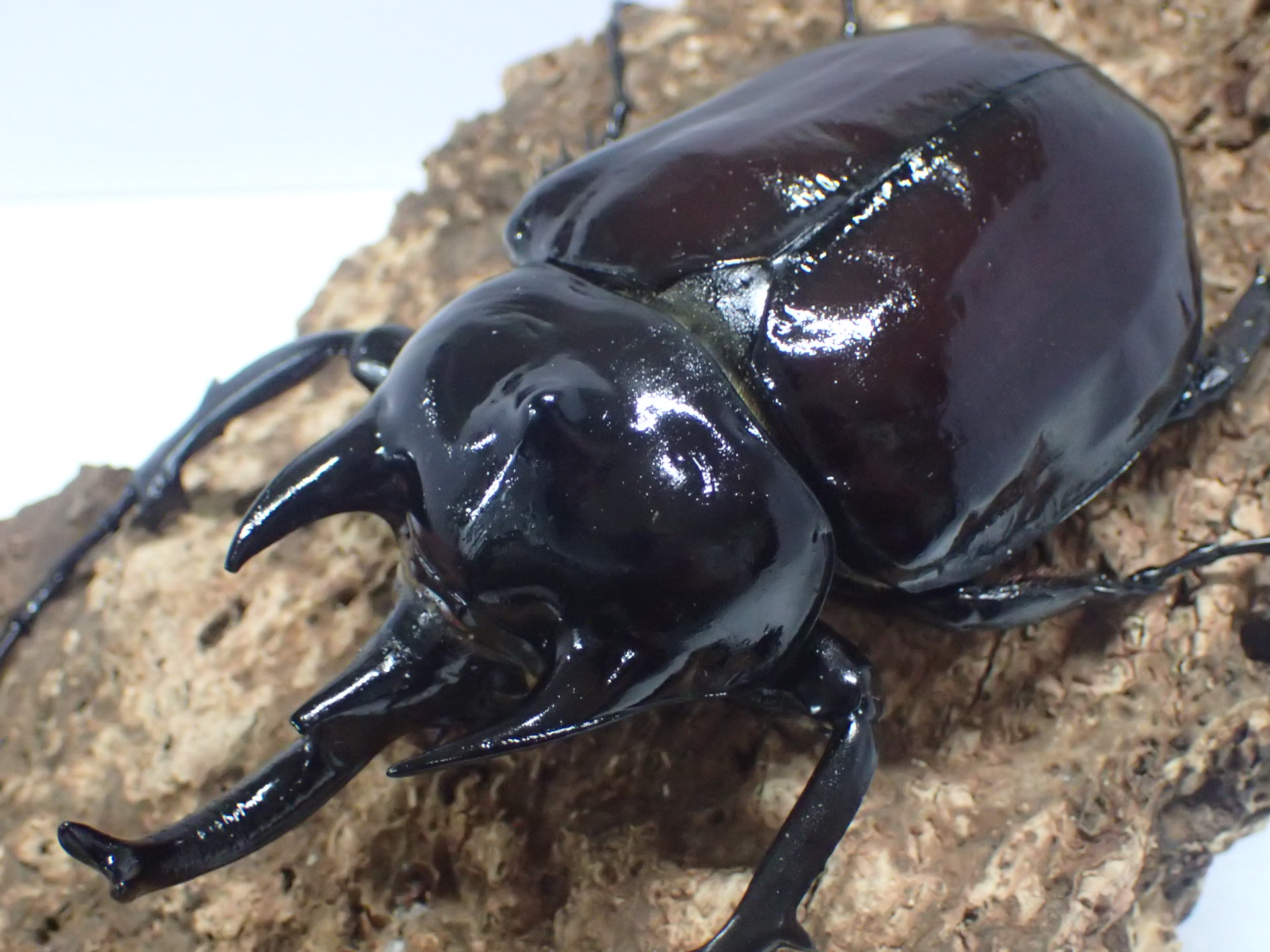 【セール】【ウカヤリ産】レックスゾウカブト(アクティオンゾウカブト)　オス単品
