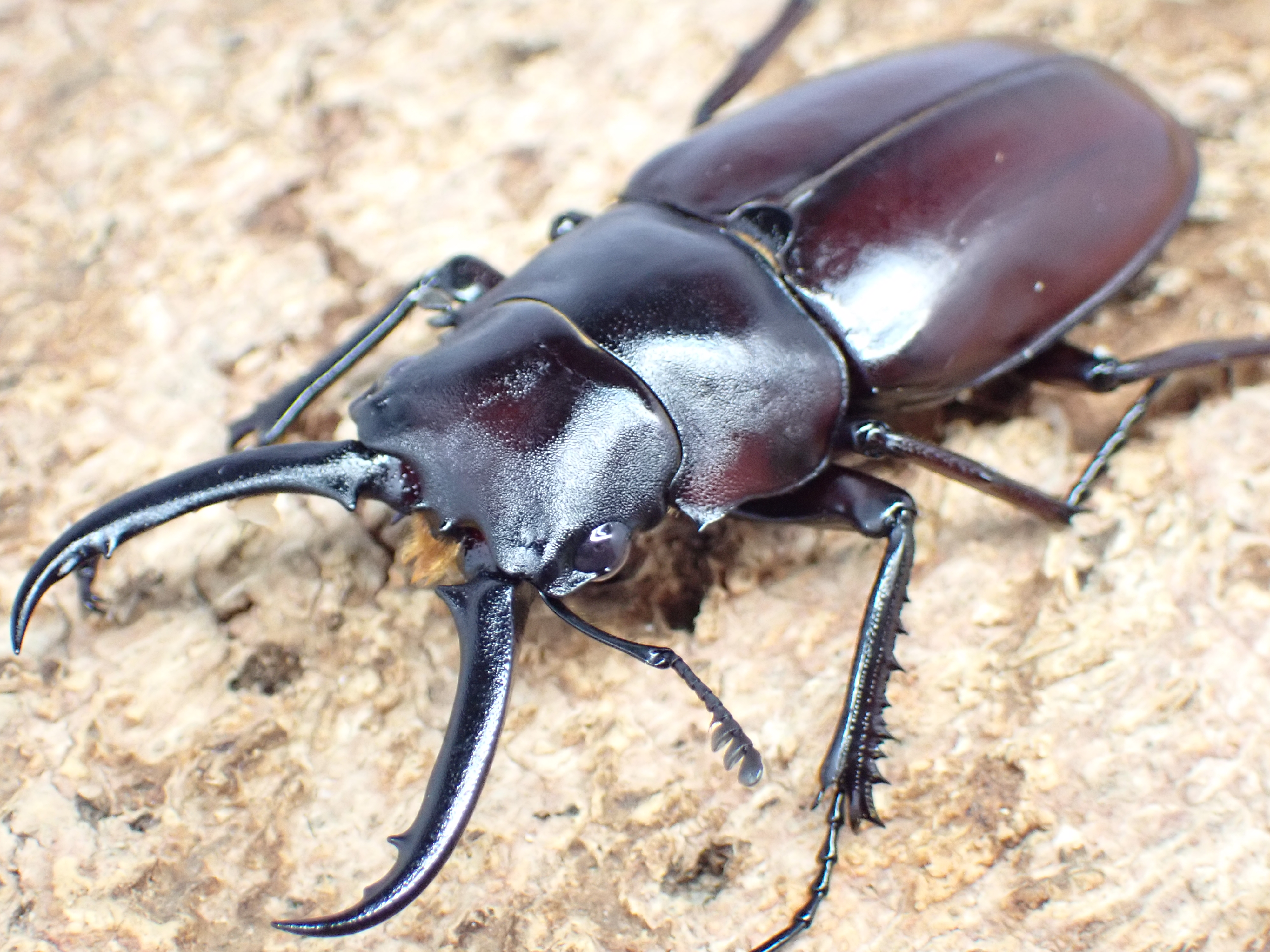 ギラファノコギリクワガタ(ティモーレンシス)　ペア