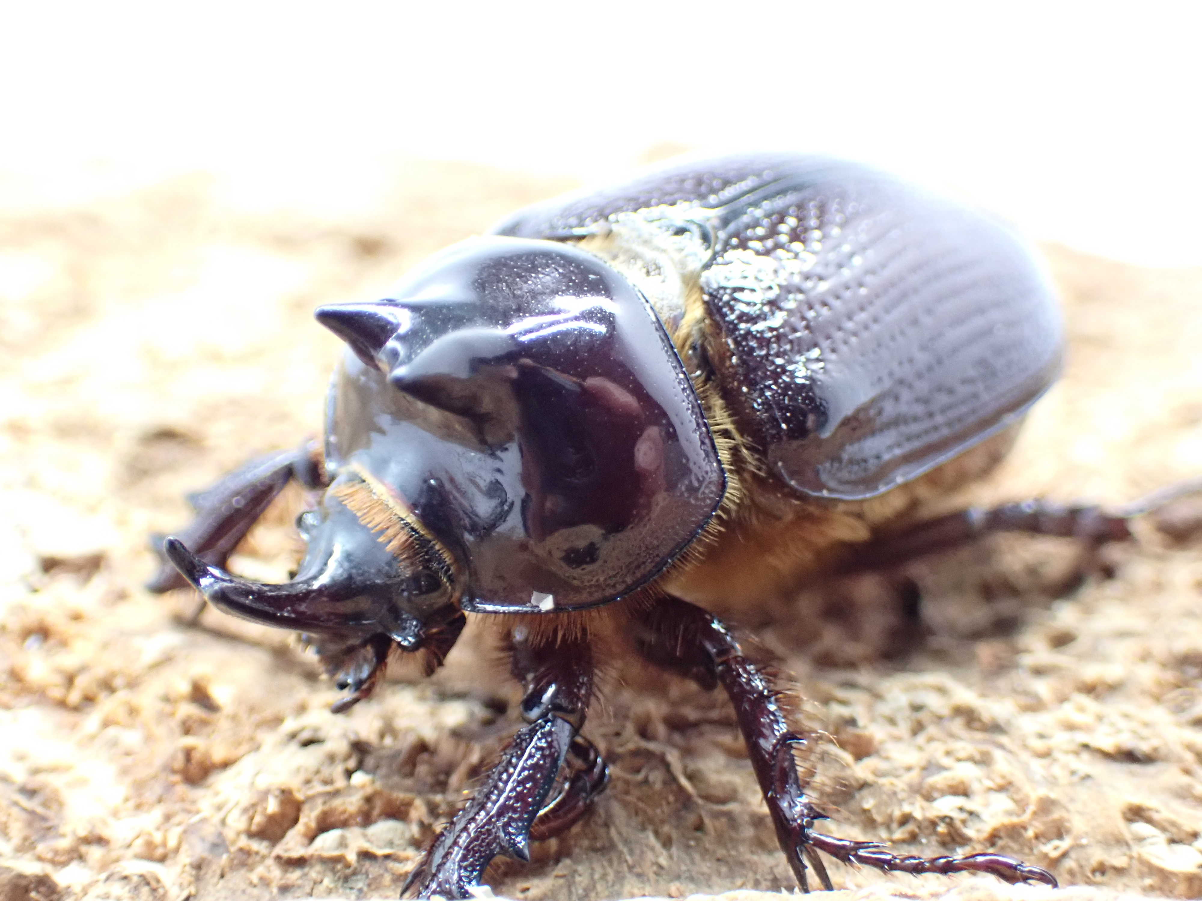 バラタスサスマタサイカブト　ペア