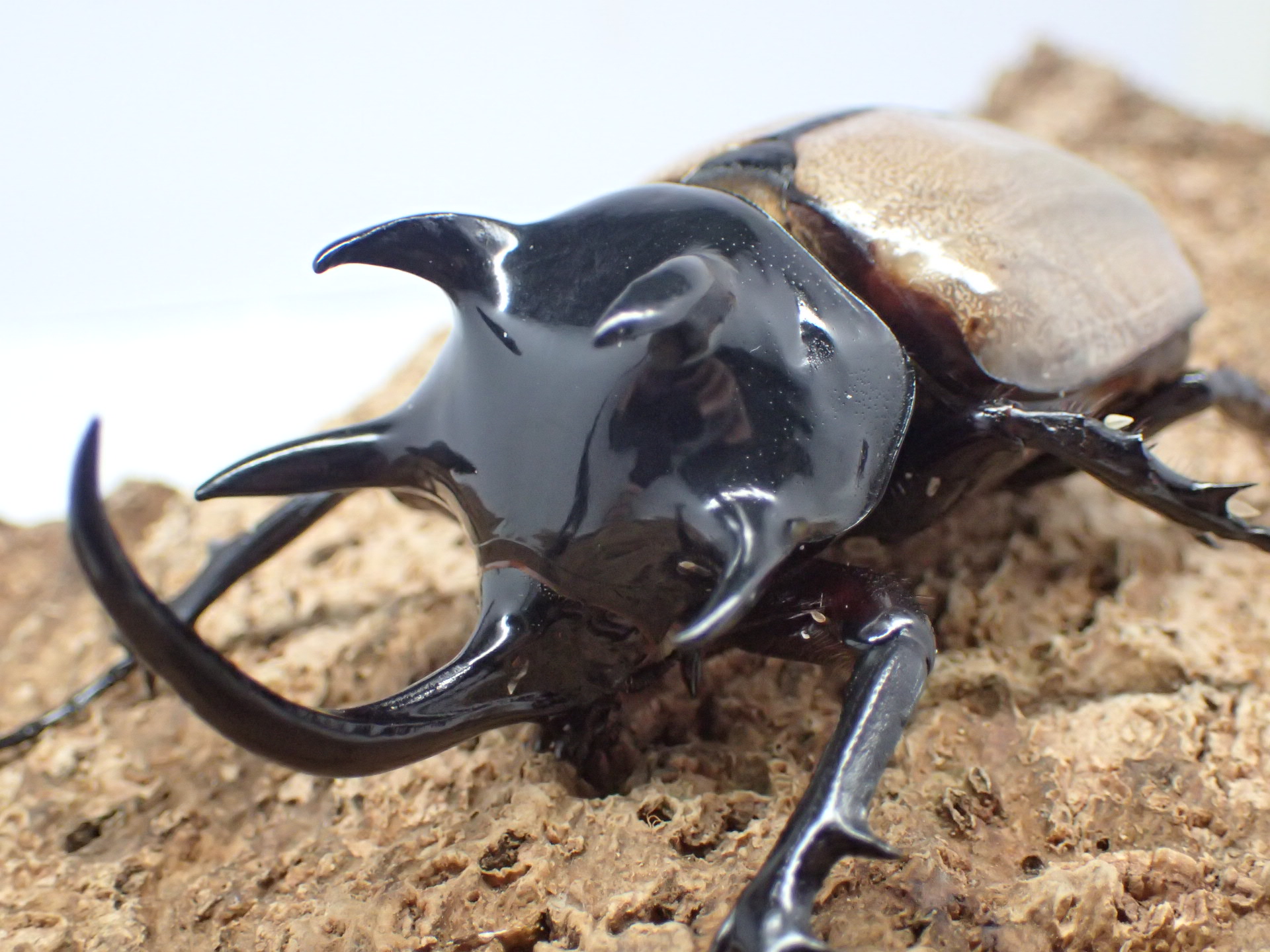 【WF1】ゴホンヅノカブト　メス単品